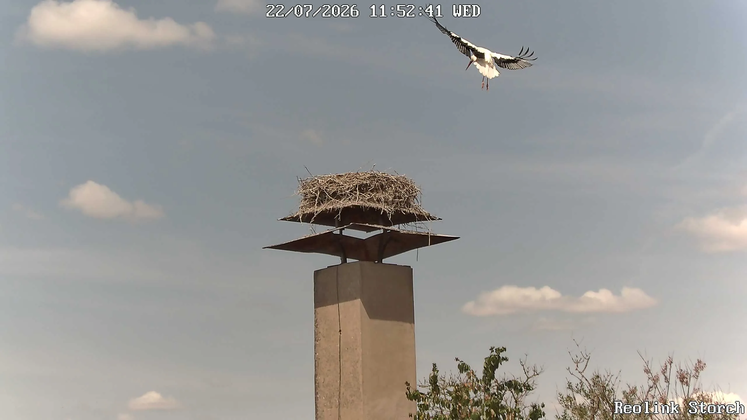 Storchencam Bild