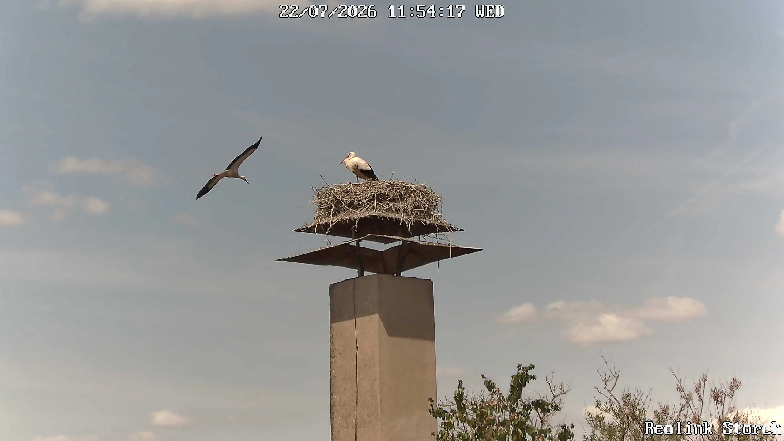 Storchencam Bild