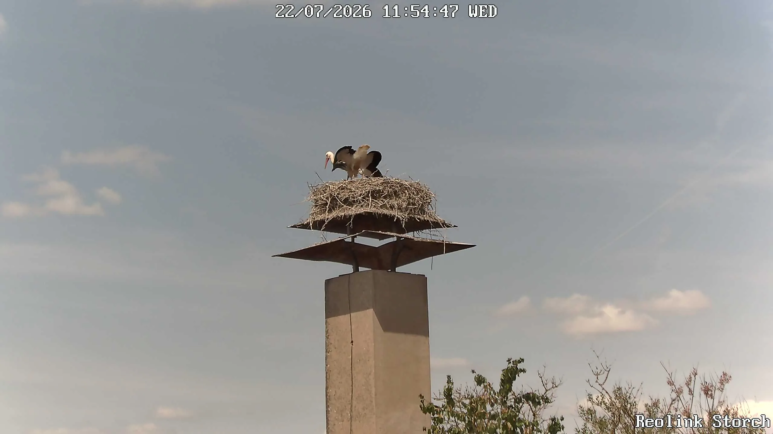 Storchencam Bild