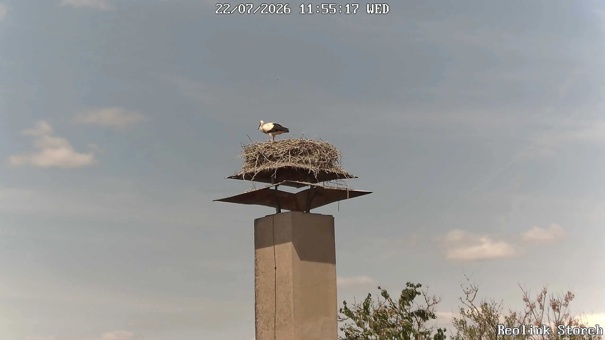 Storchencam Bild