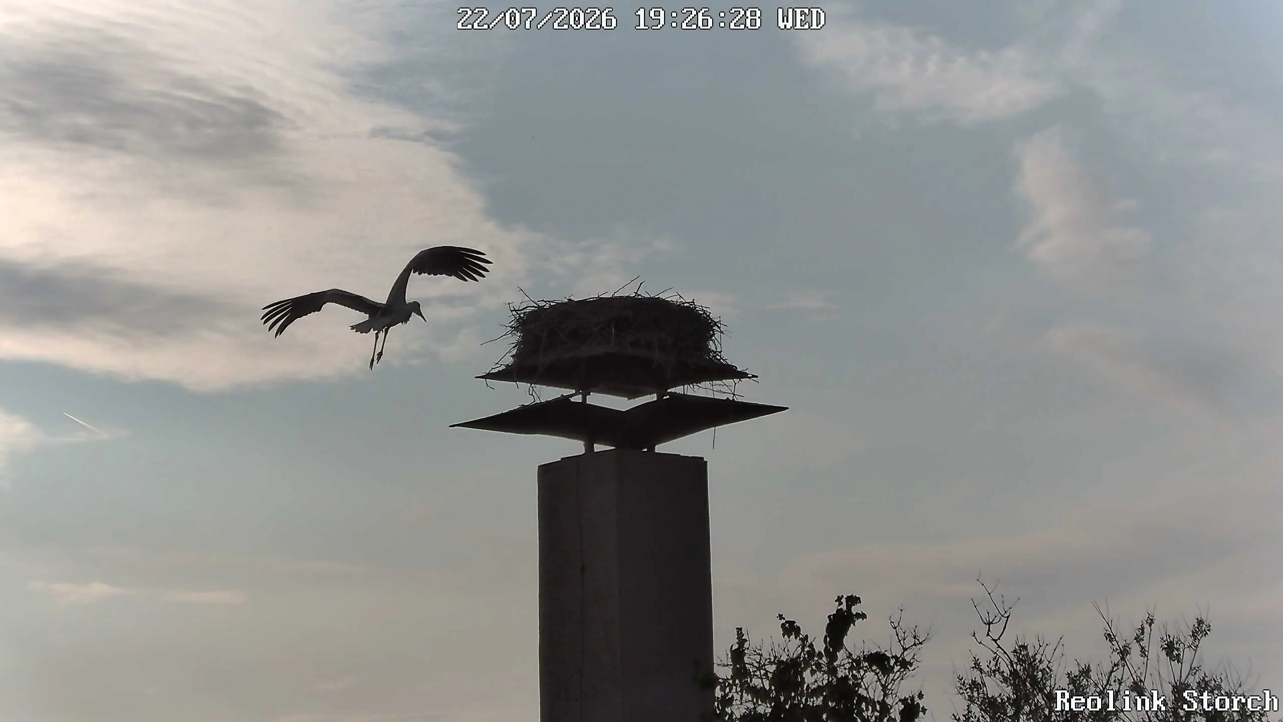 Storchencam Bild