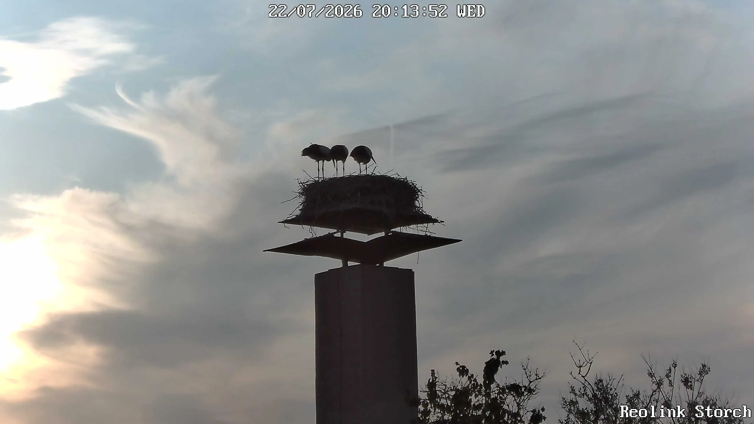 Storchencam Bild