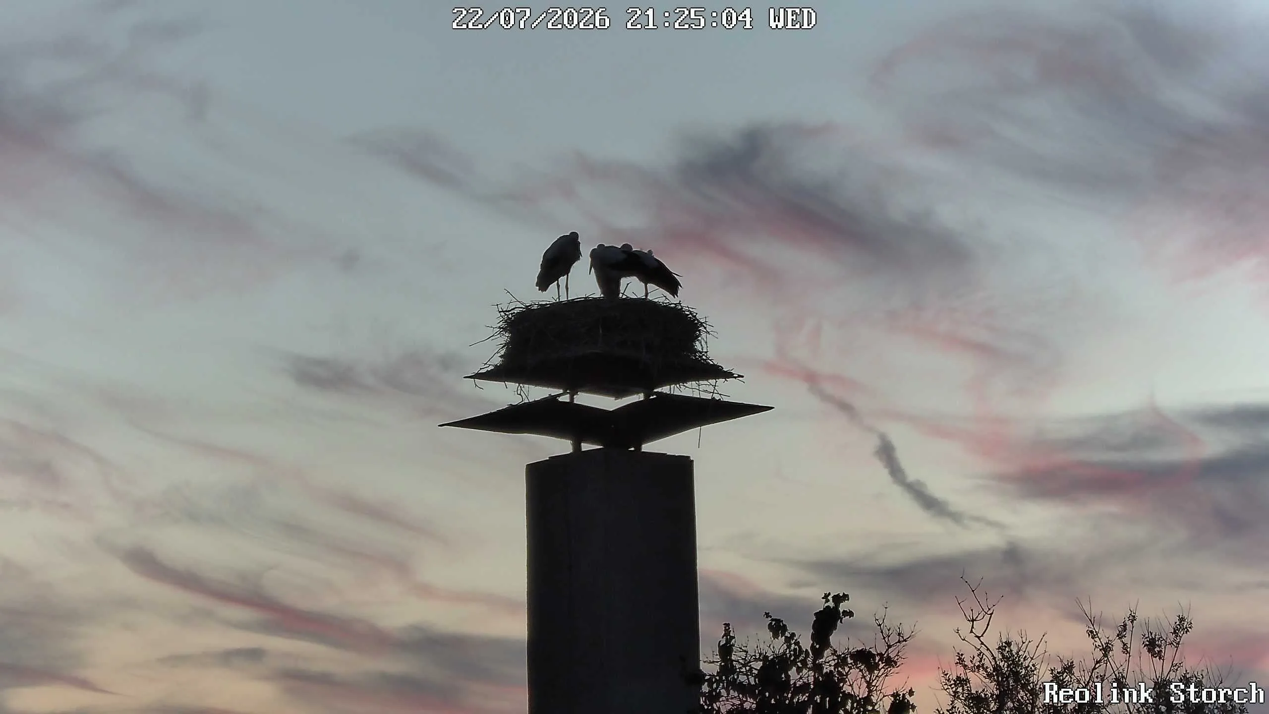 Storchencam Bild
