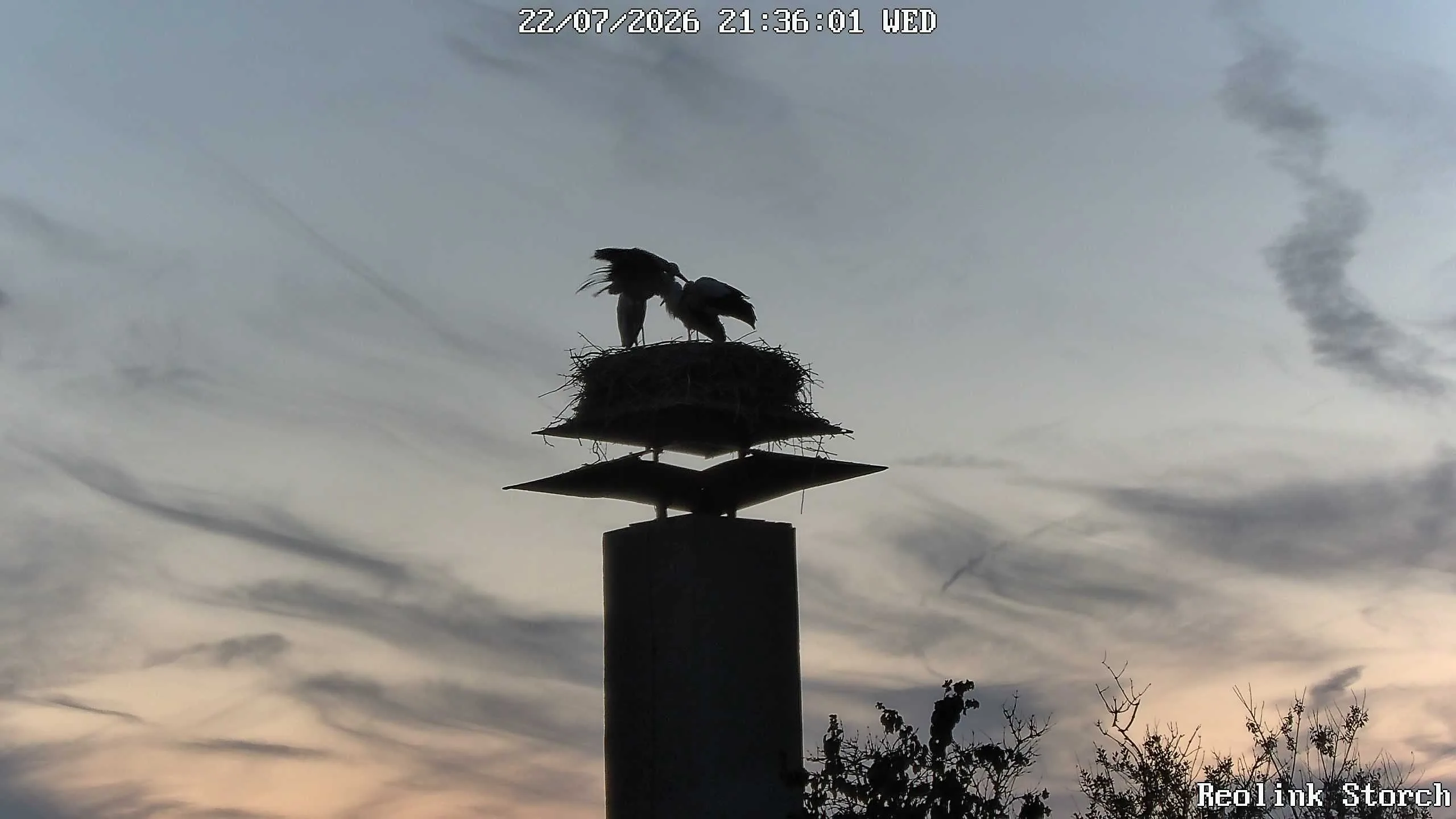 Storchencam Bild