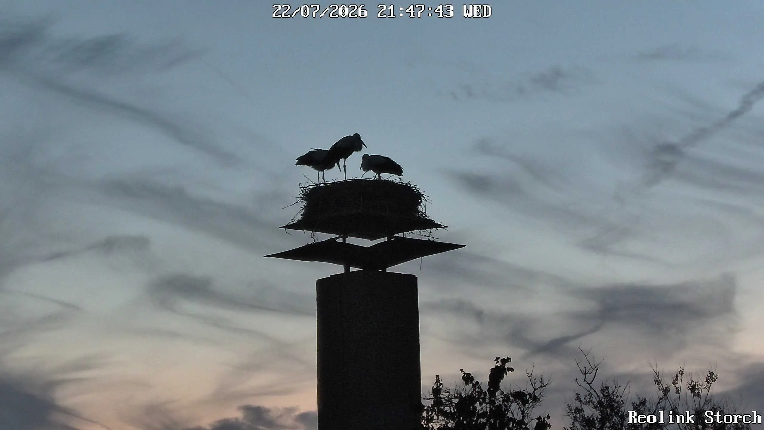Storchencam Bild