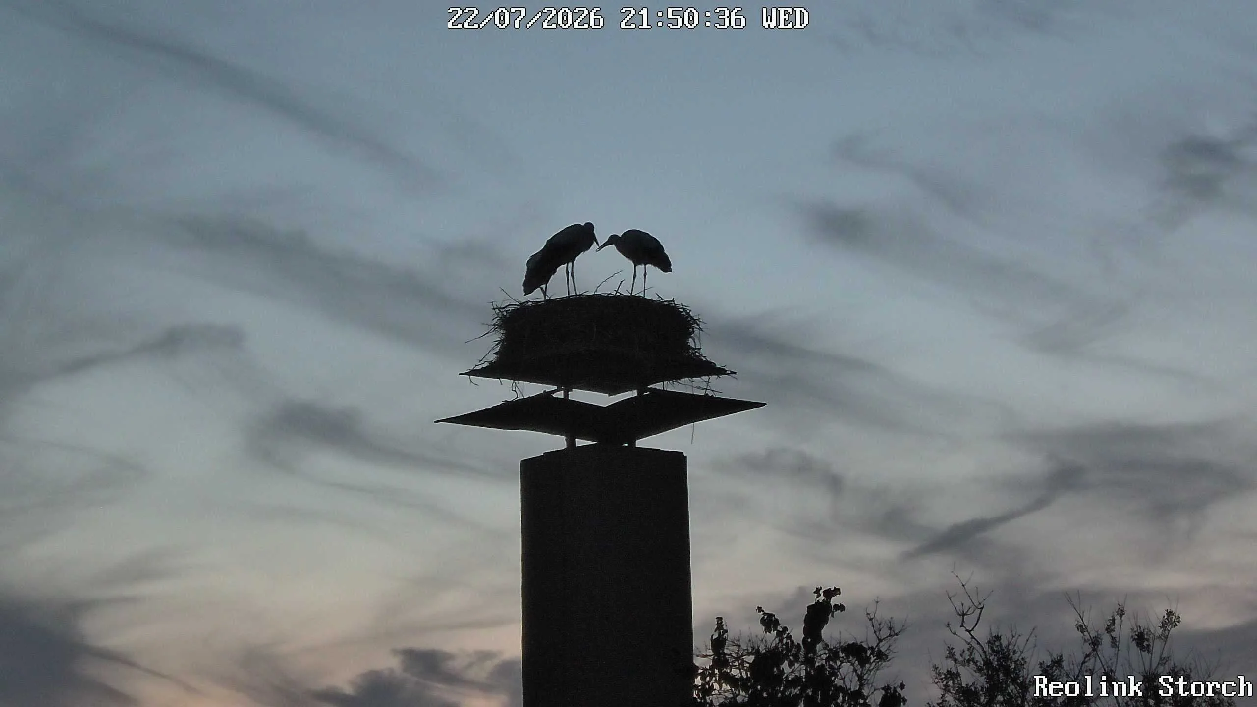 Storchencam Bild