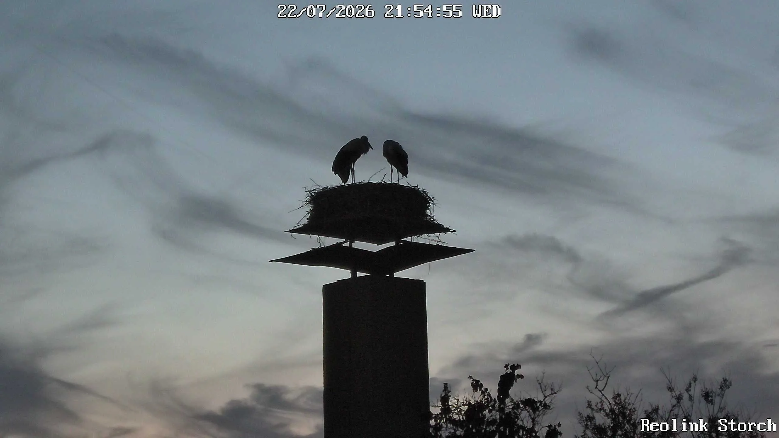 Storchencam Bild