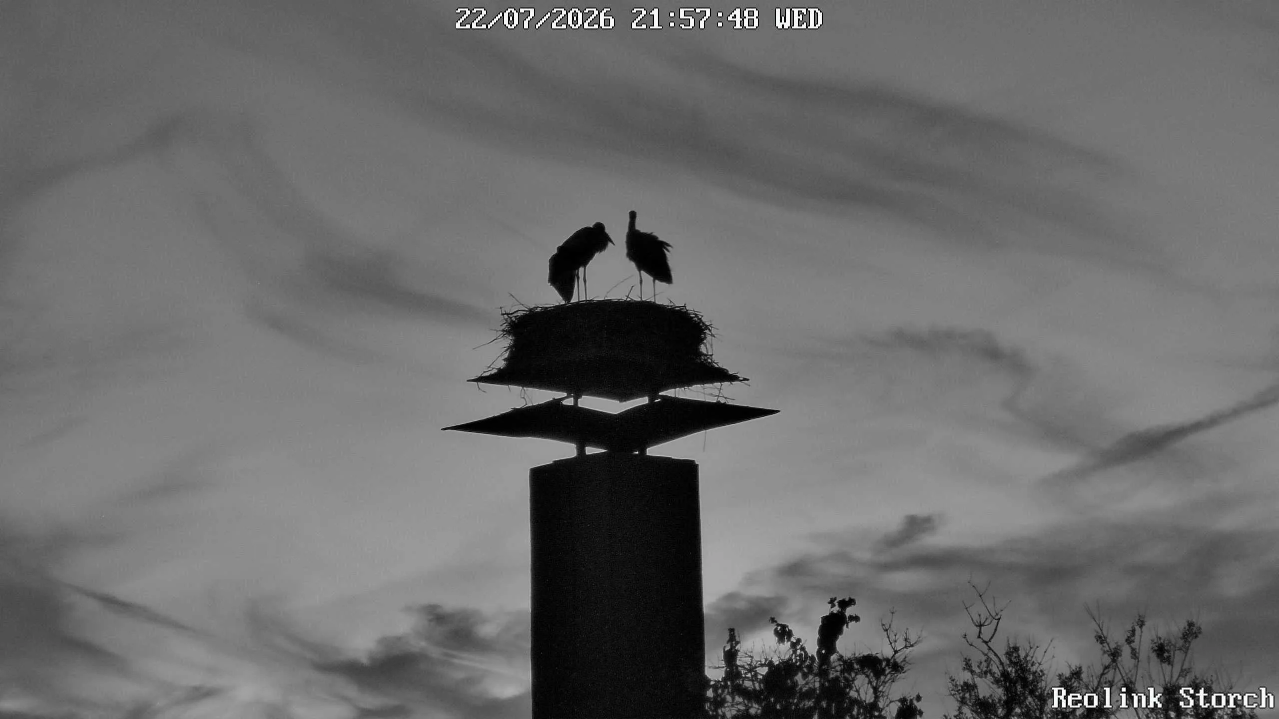 Storchencam Bild