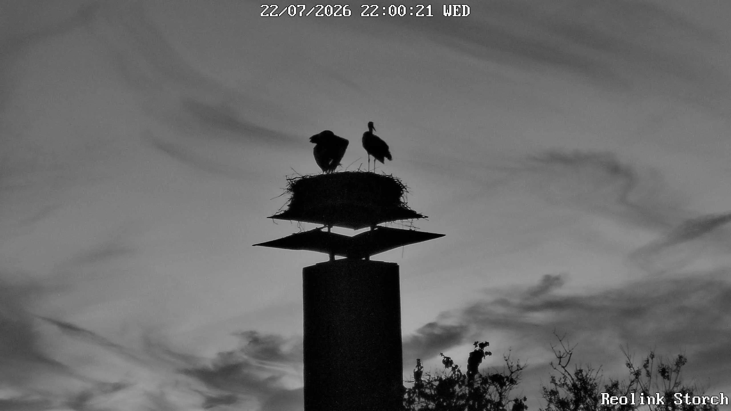 Storchencam Bild