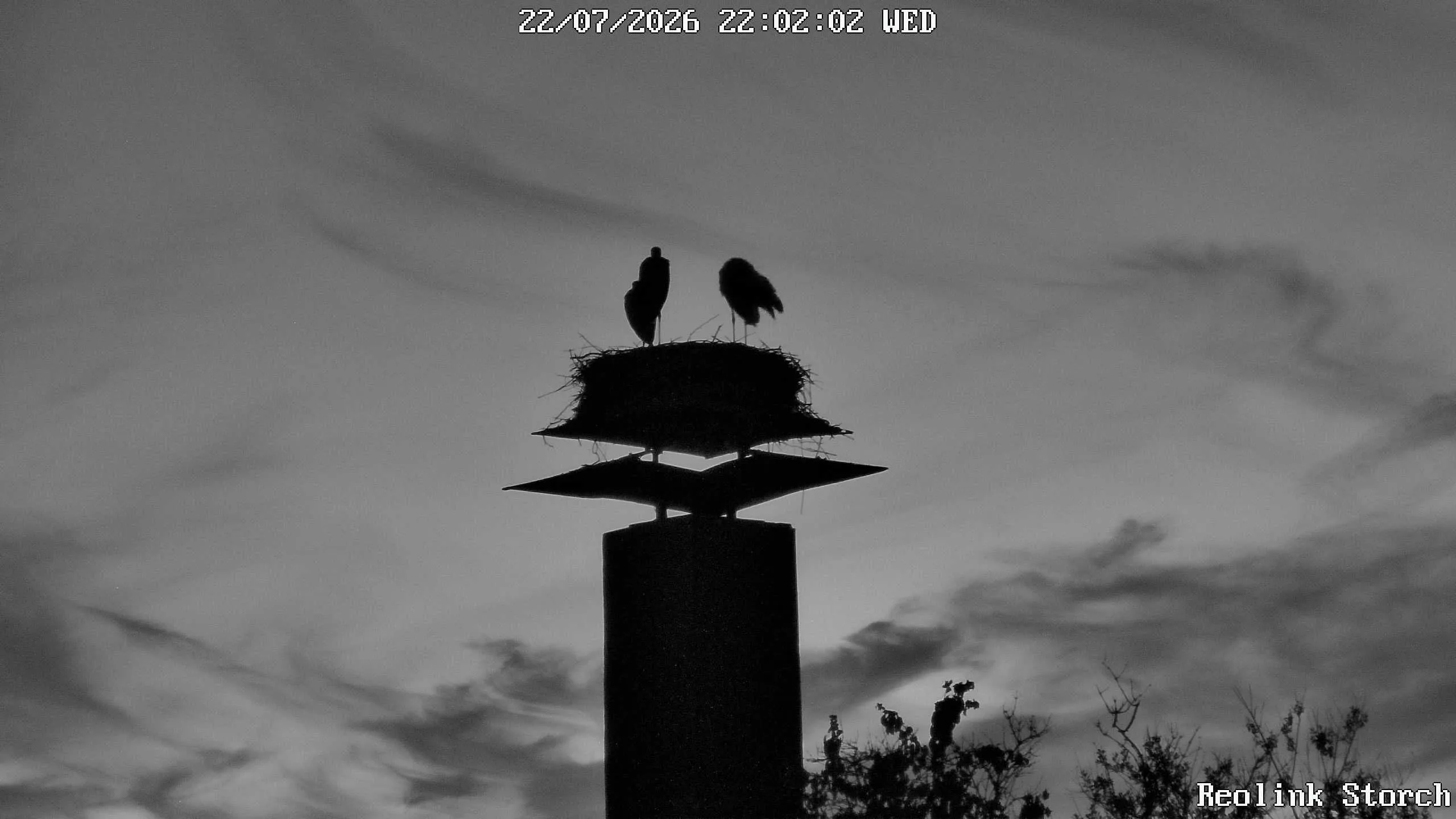 Storchencam Bild
