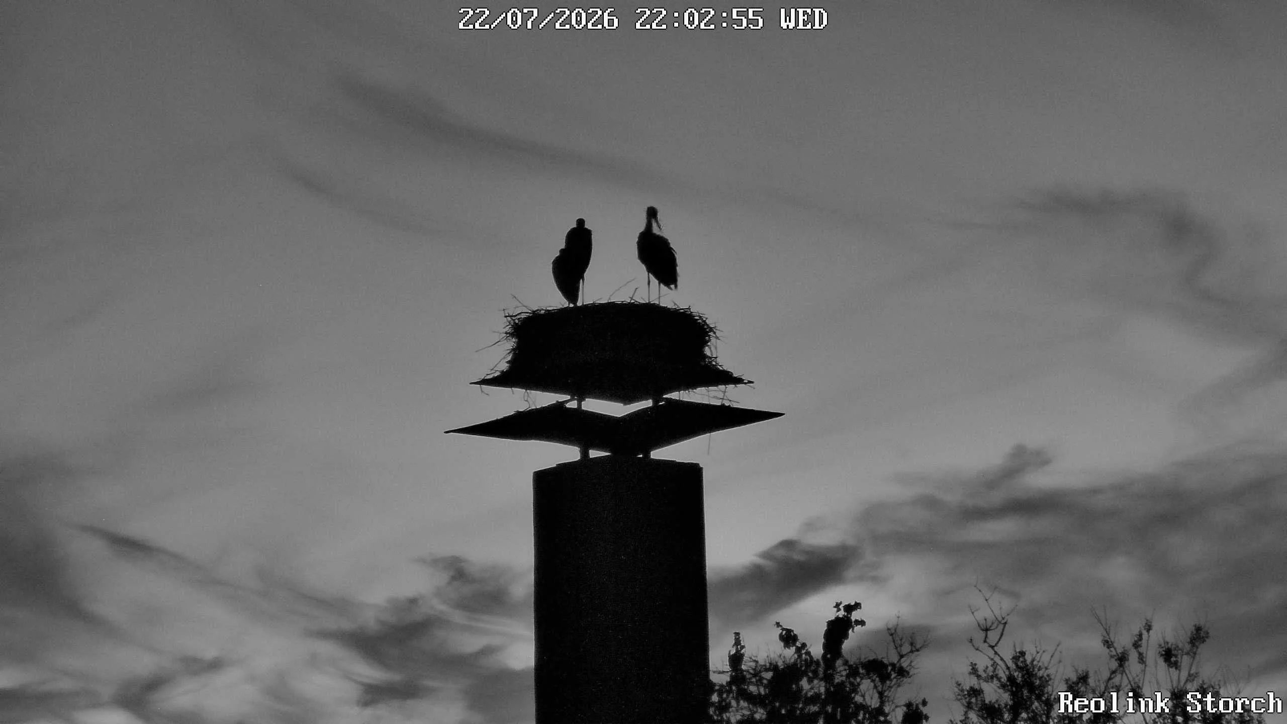 Storchencam Bild
