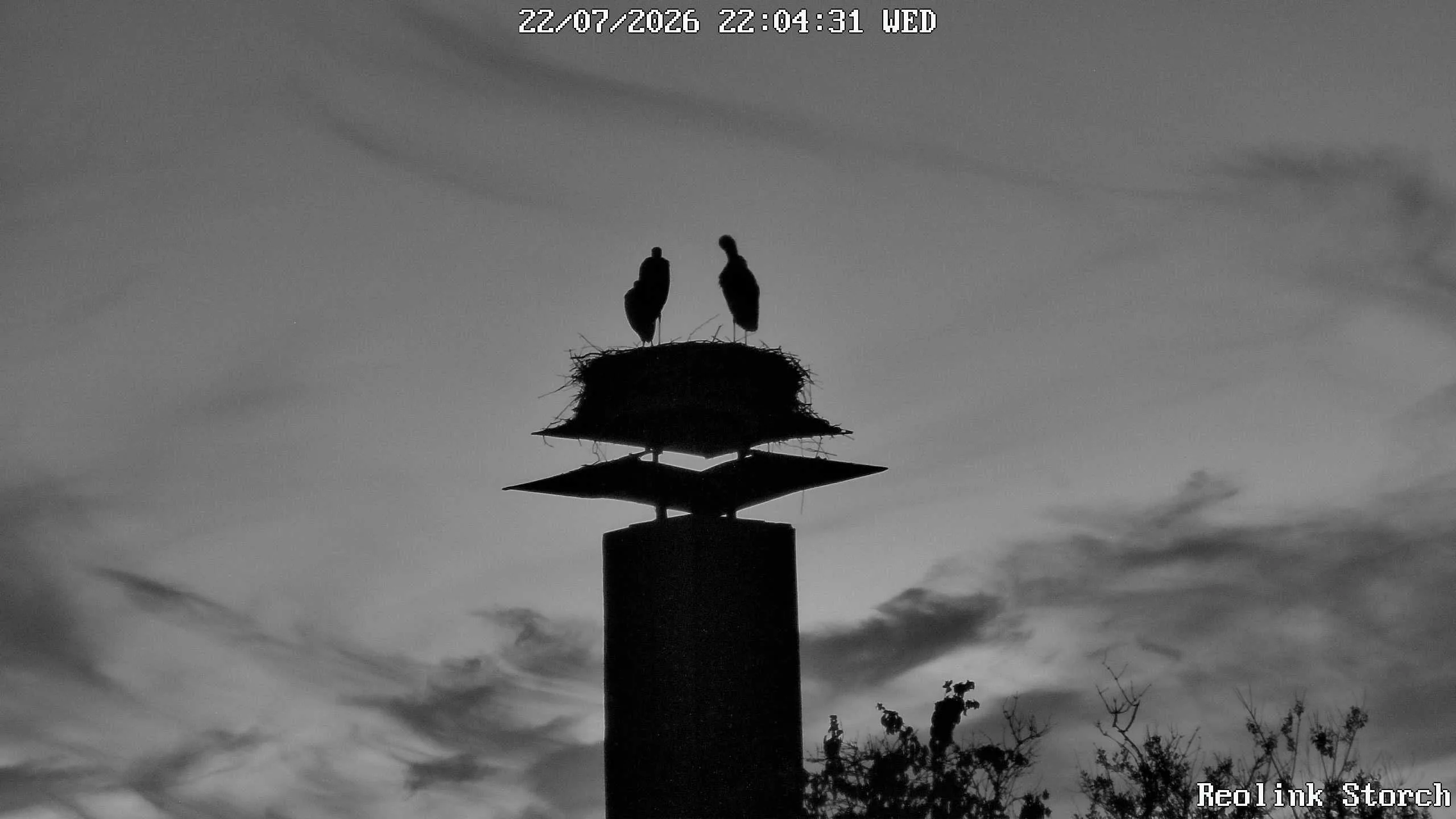 Storchencam Bild