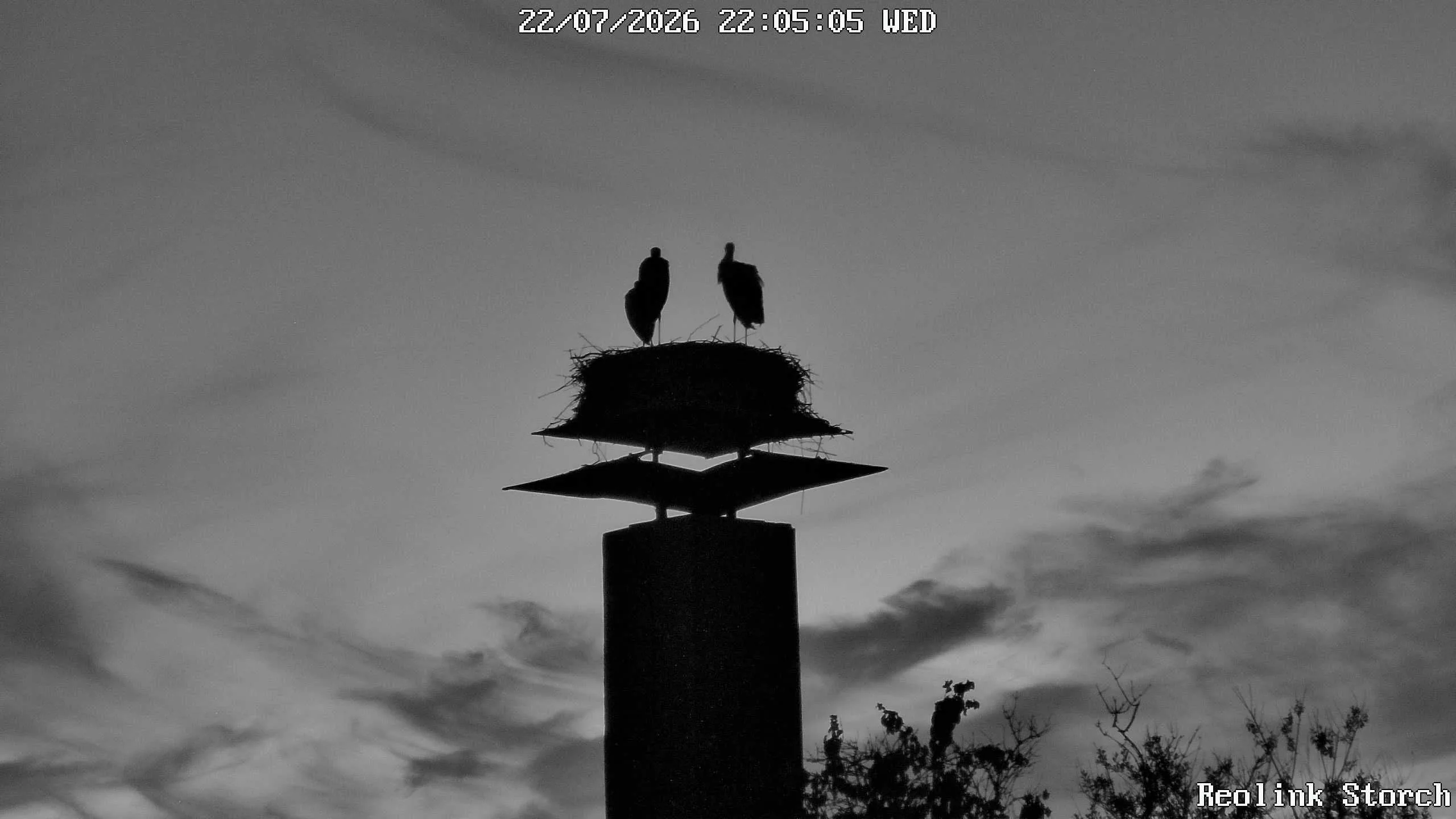 Storchencam Bild