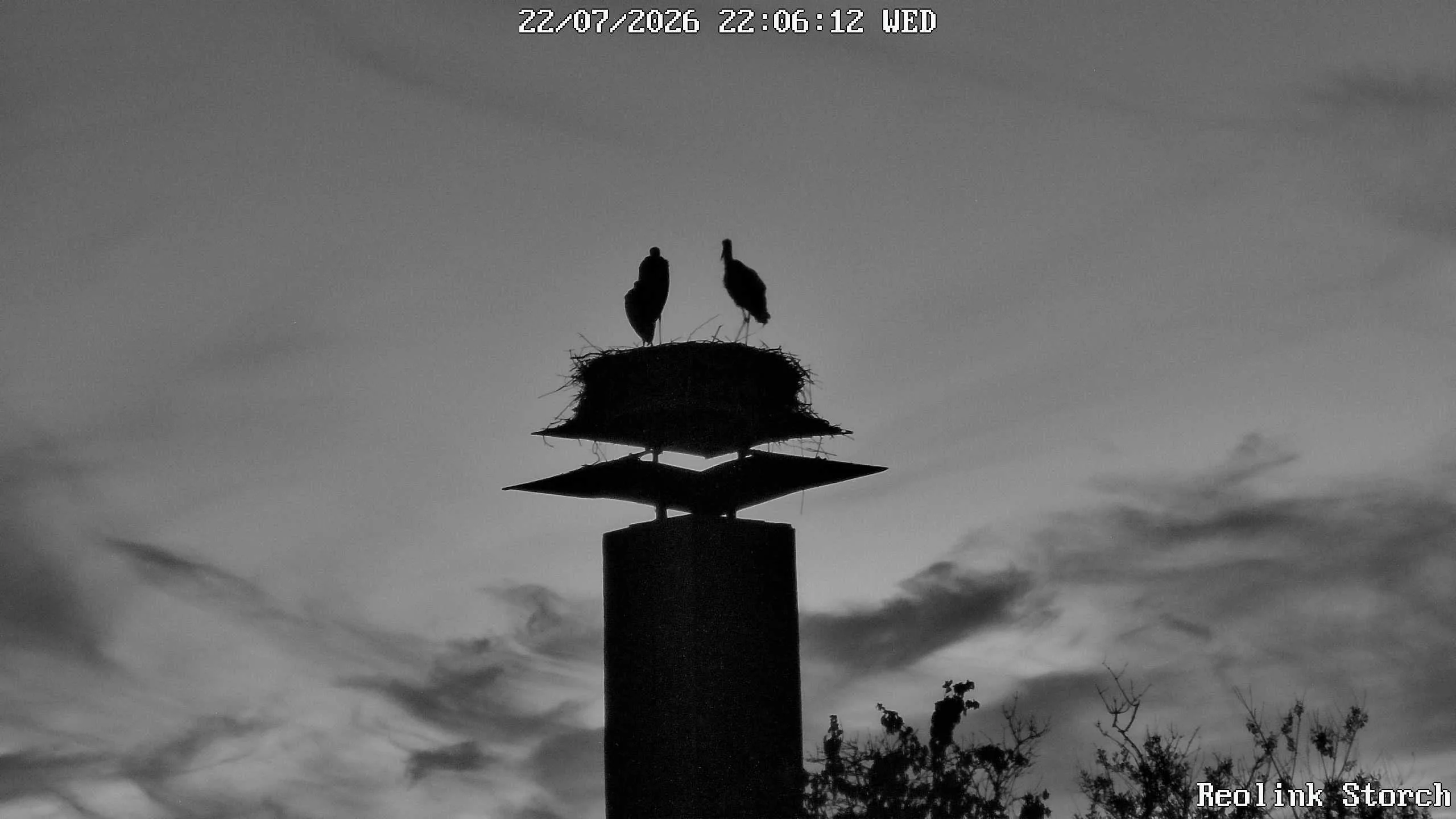 Storchencam Bild