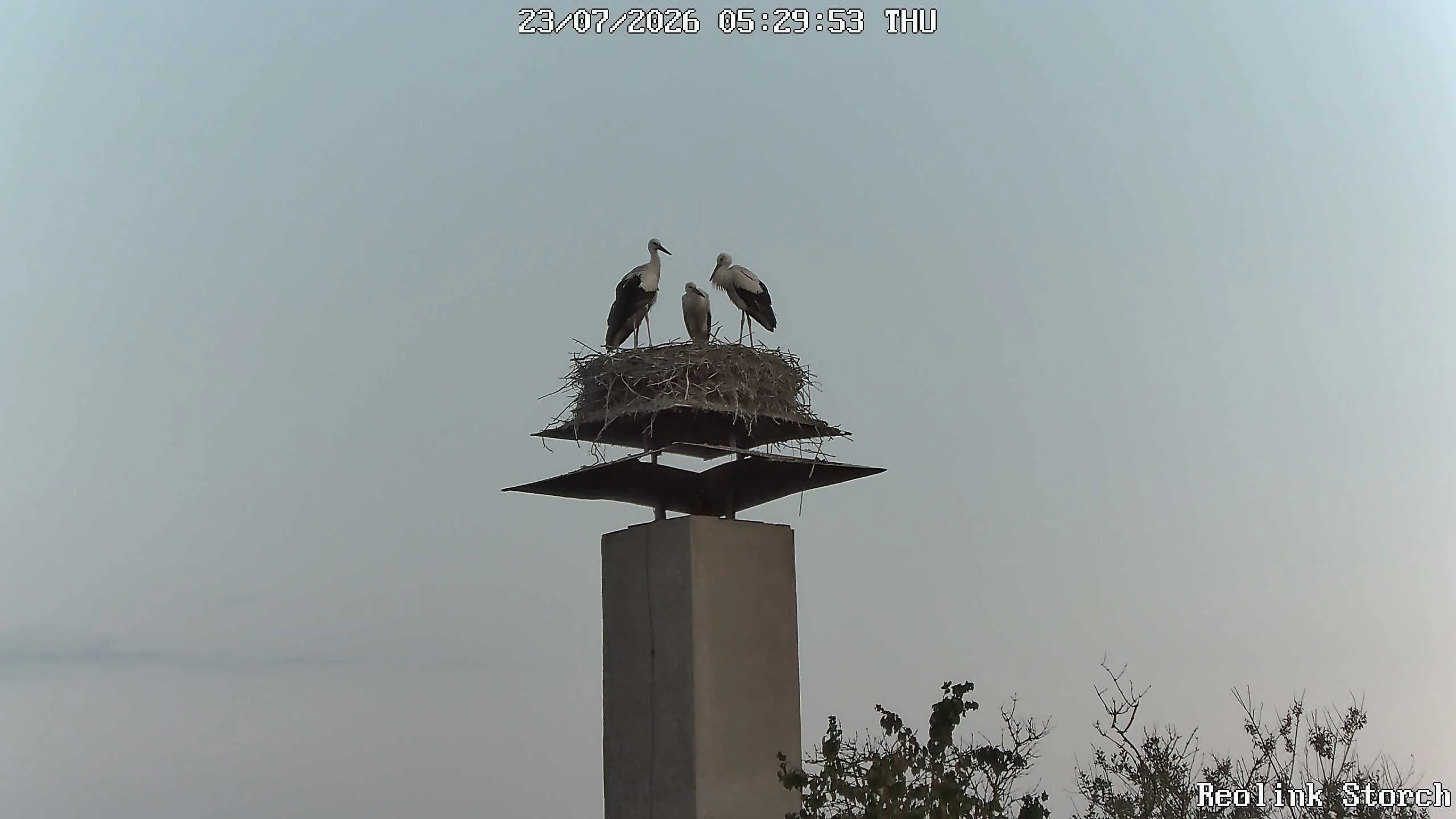 Storchencam Bild