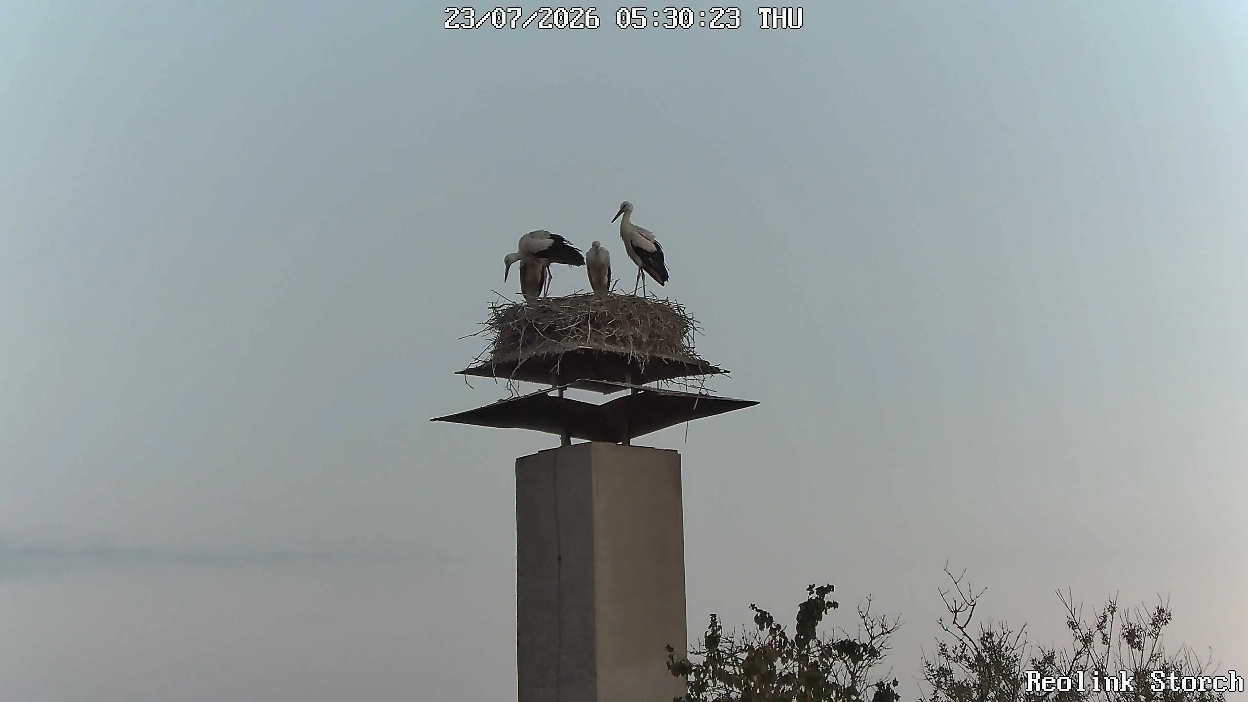 Storchencam Bild