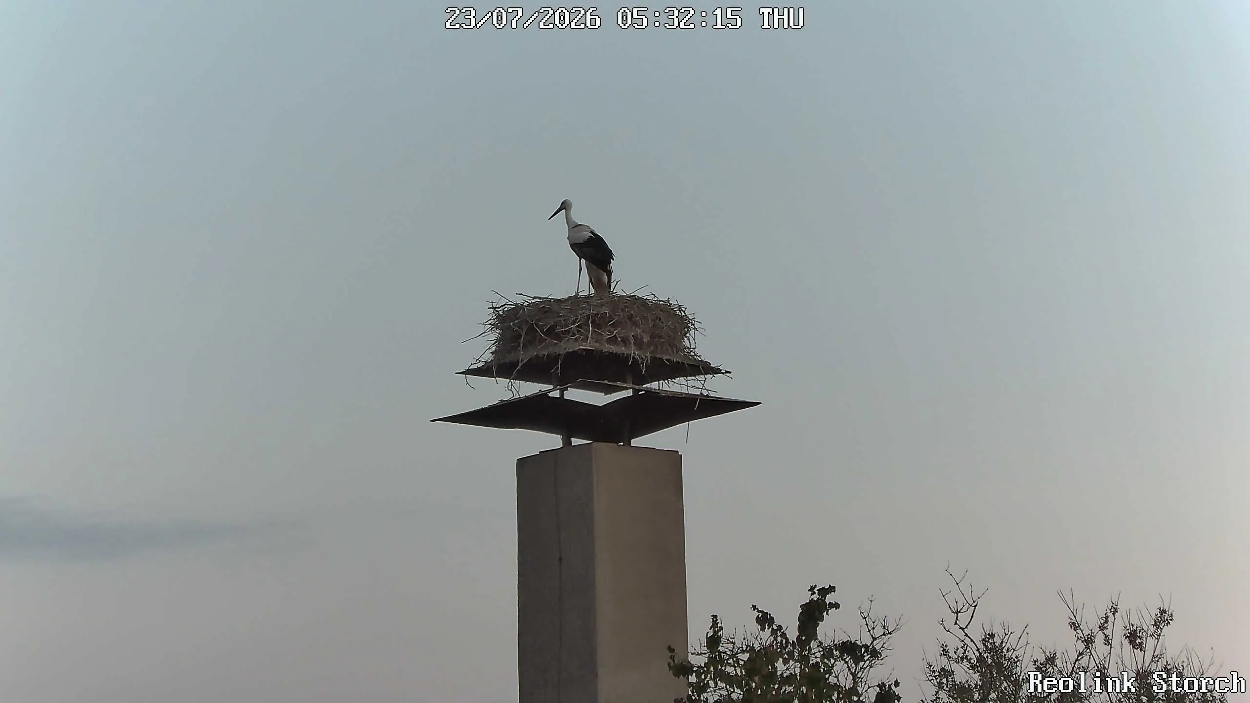 Storchencam Bild