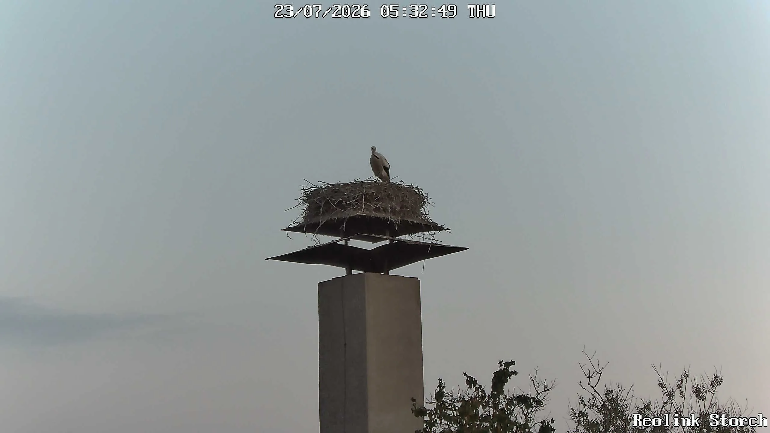 Storchencam Bild
