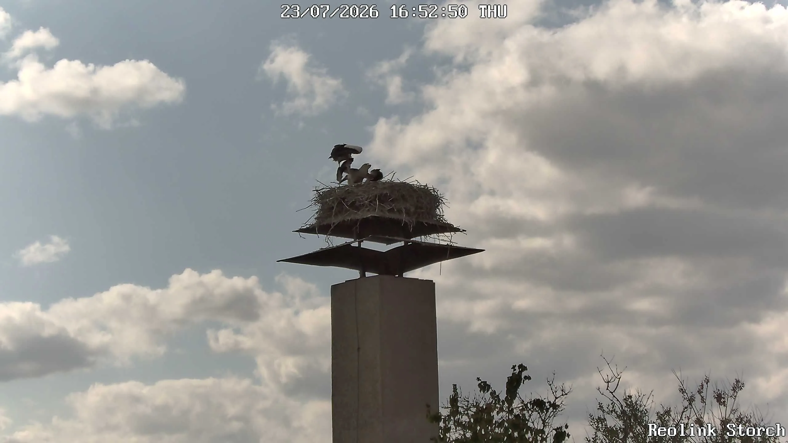 Storchencam Bild