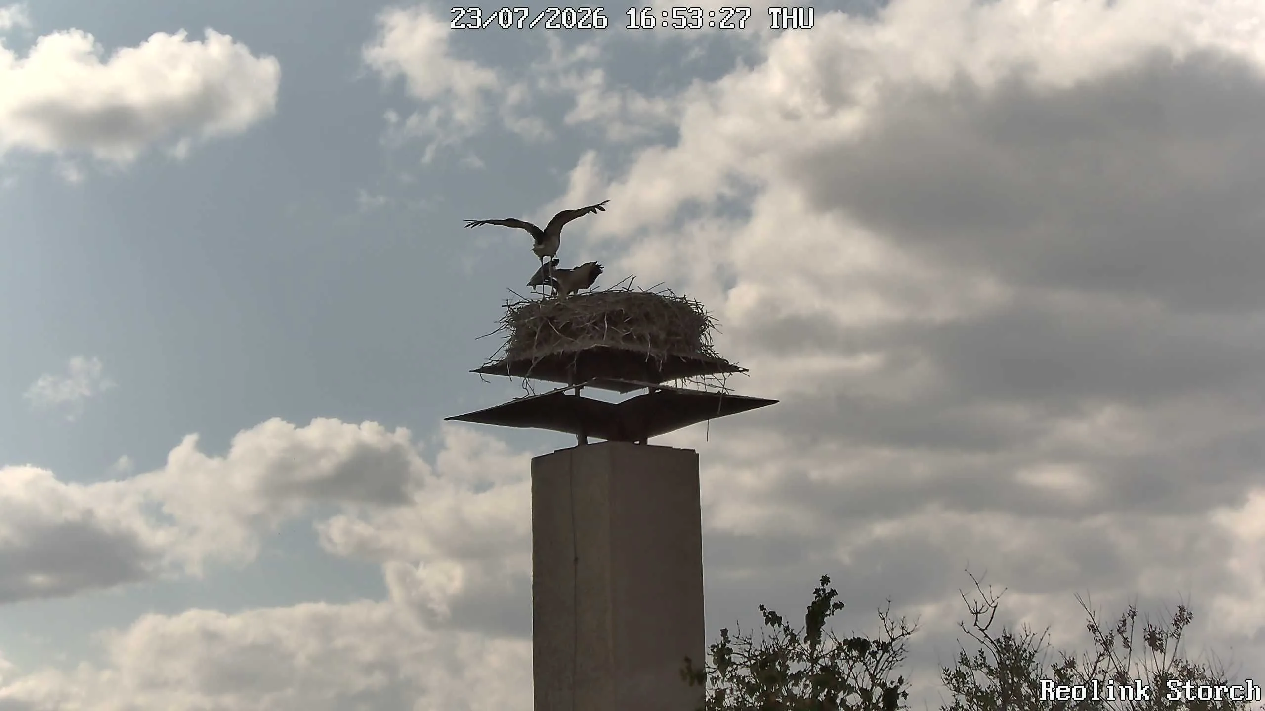 Storchencam Bild