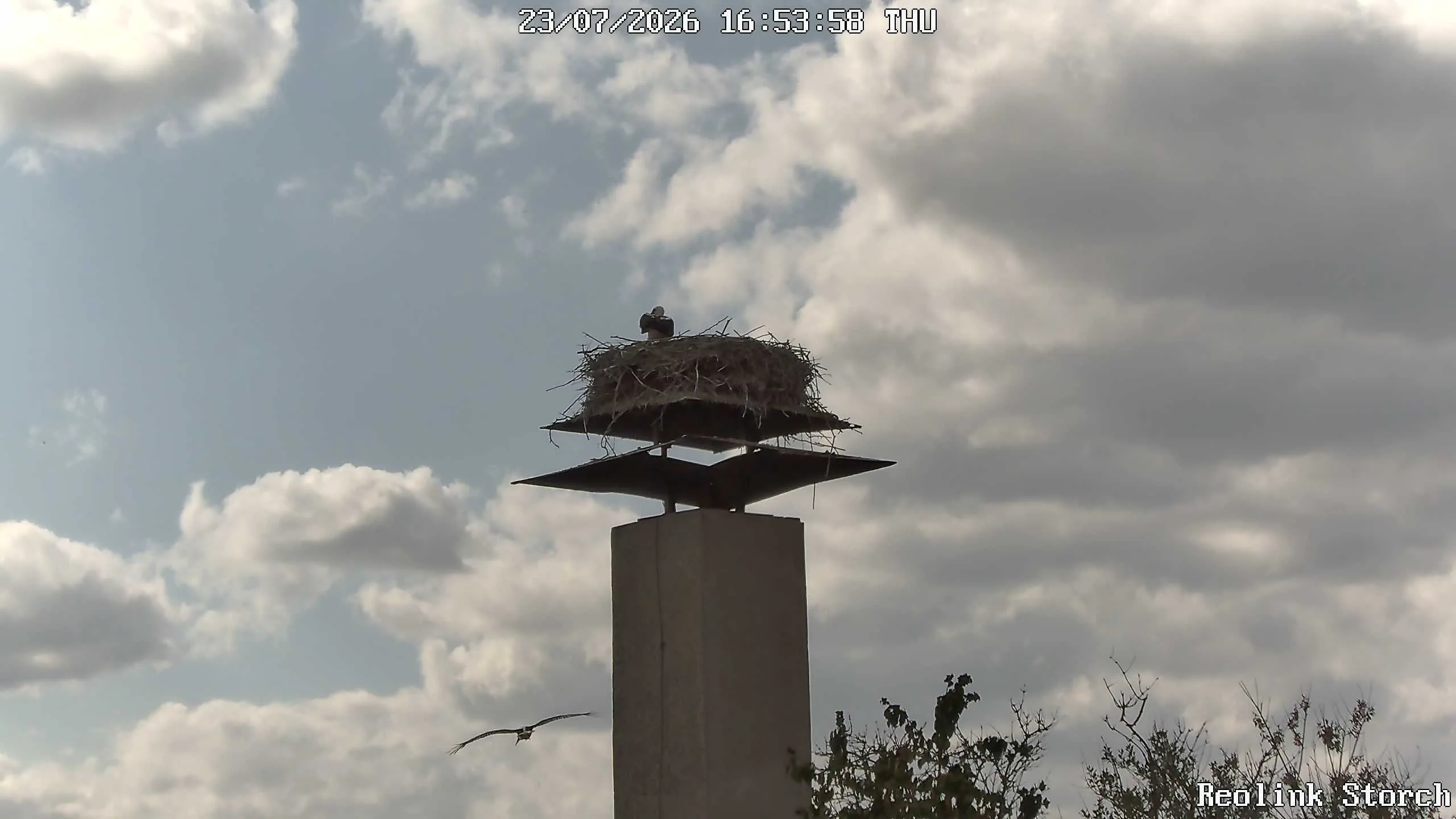 Storchencam Bild