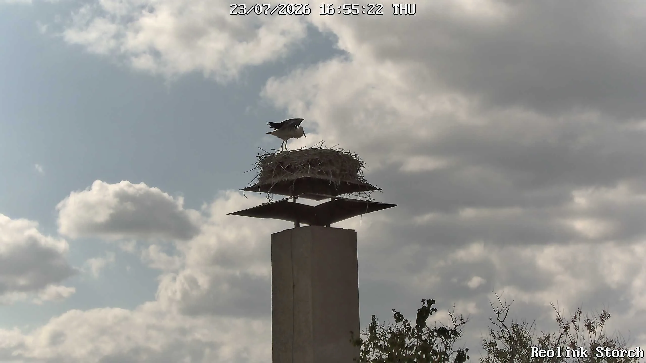Storchencam Bild