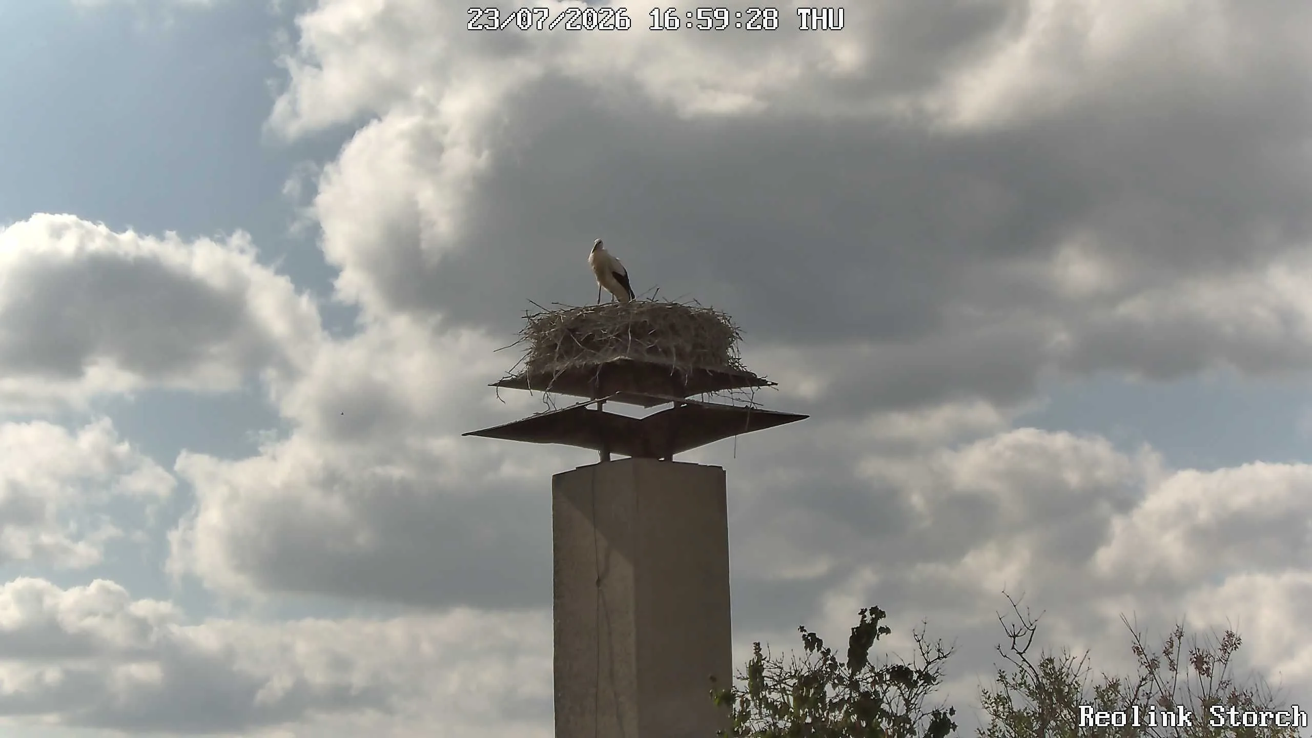 Storchencam Bild