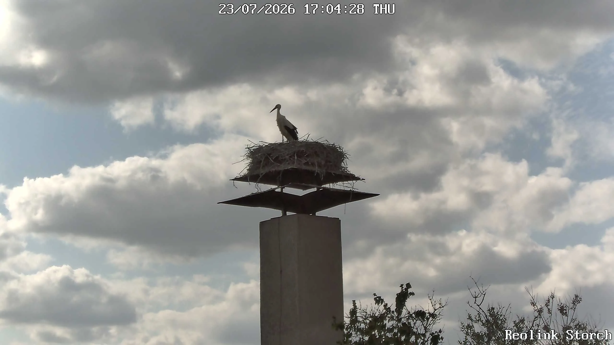 Storchencam Bild