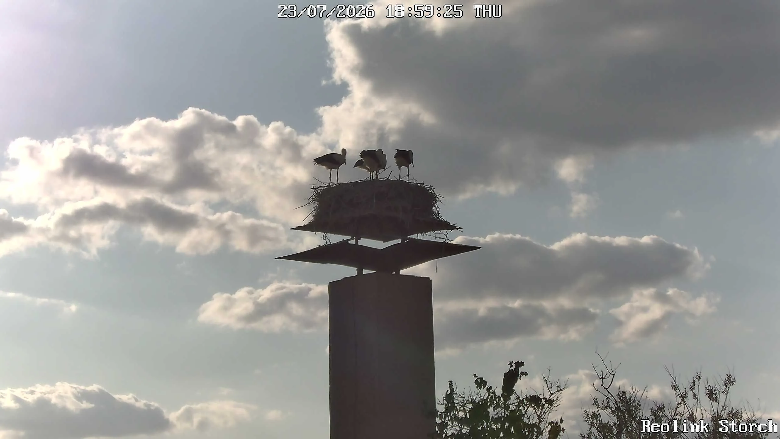 Storchencam Bild