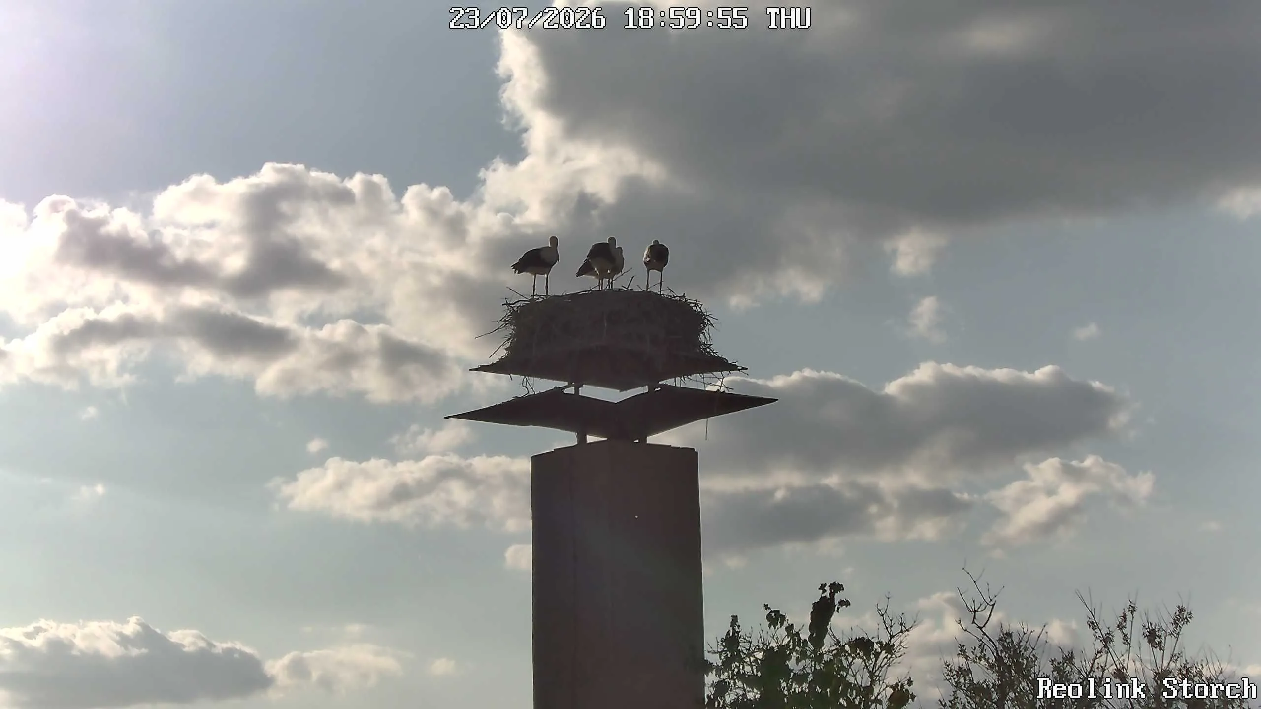 Storchencam Bild