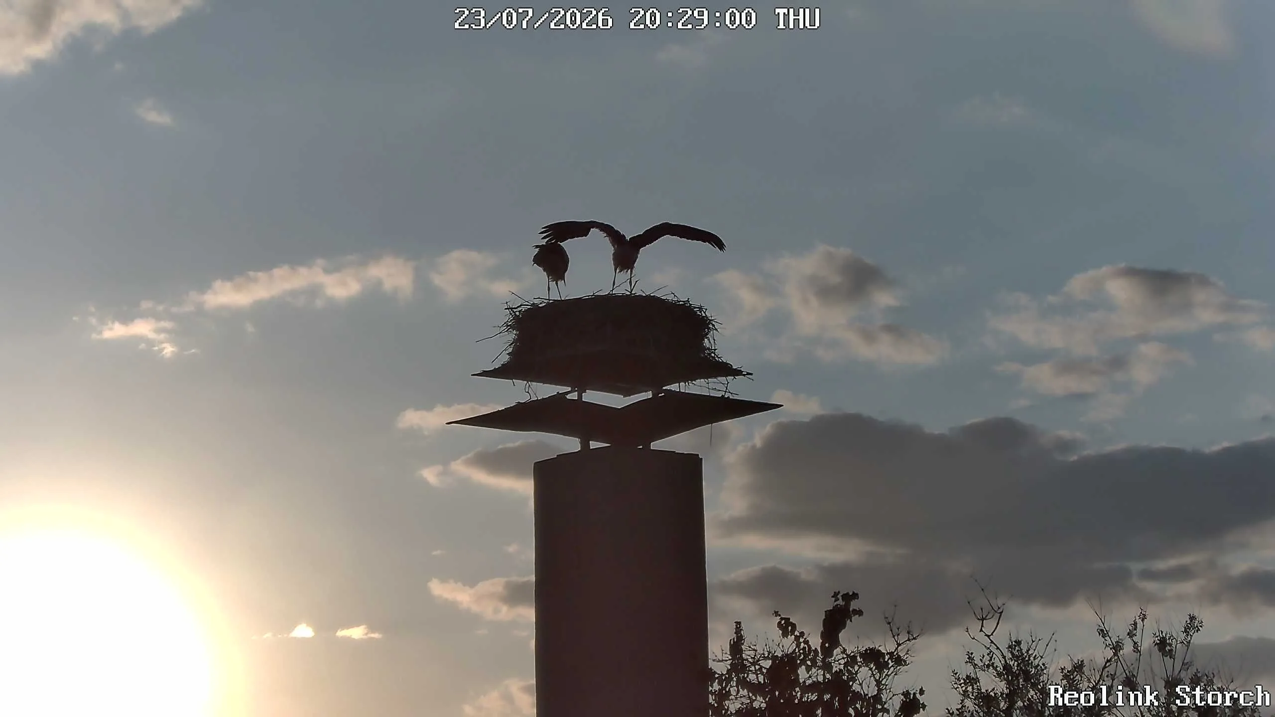 Storchencam Bild