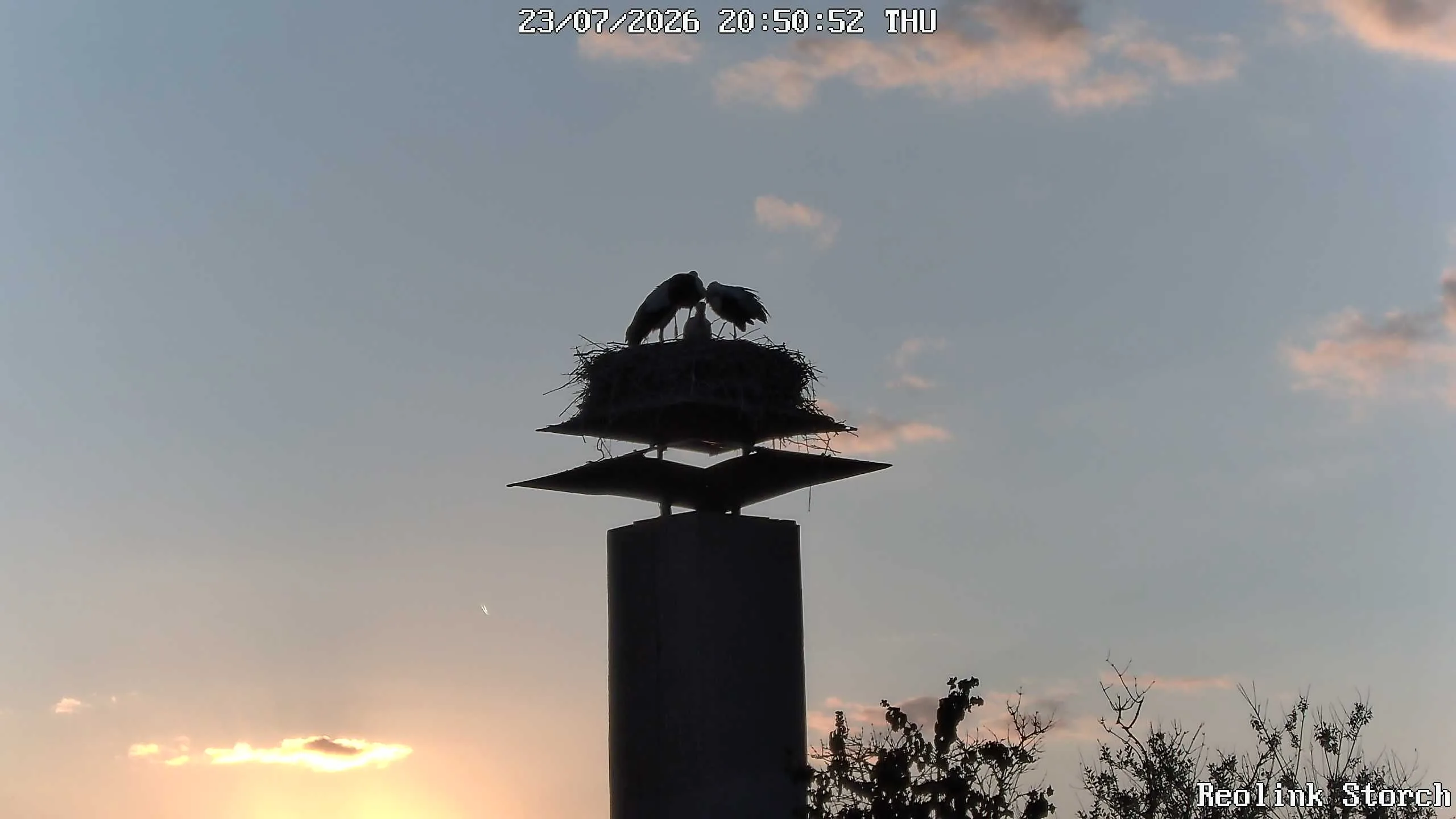 Storchencam Bild