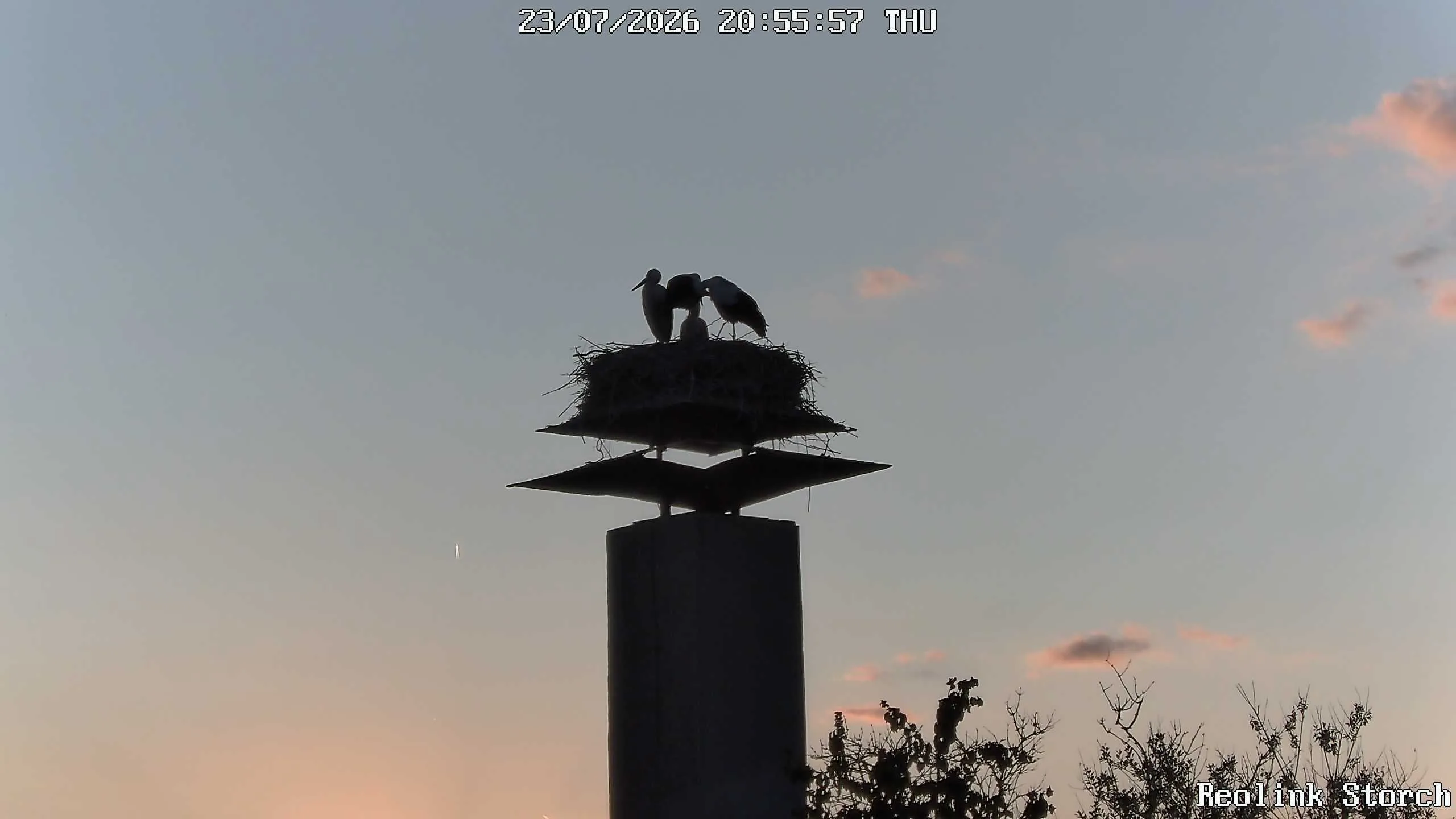 Storchencam Bild
