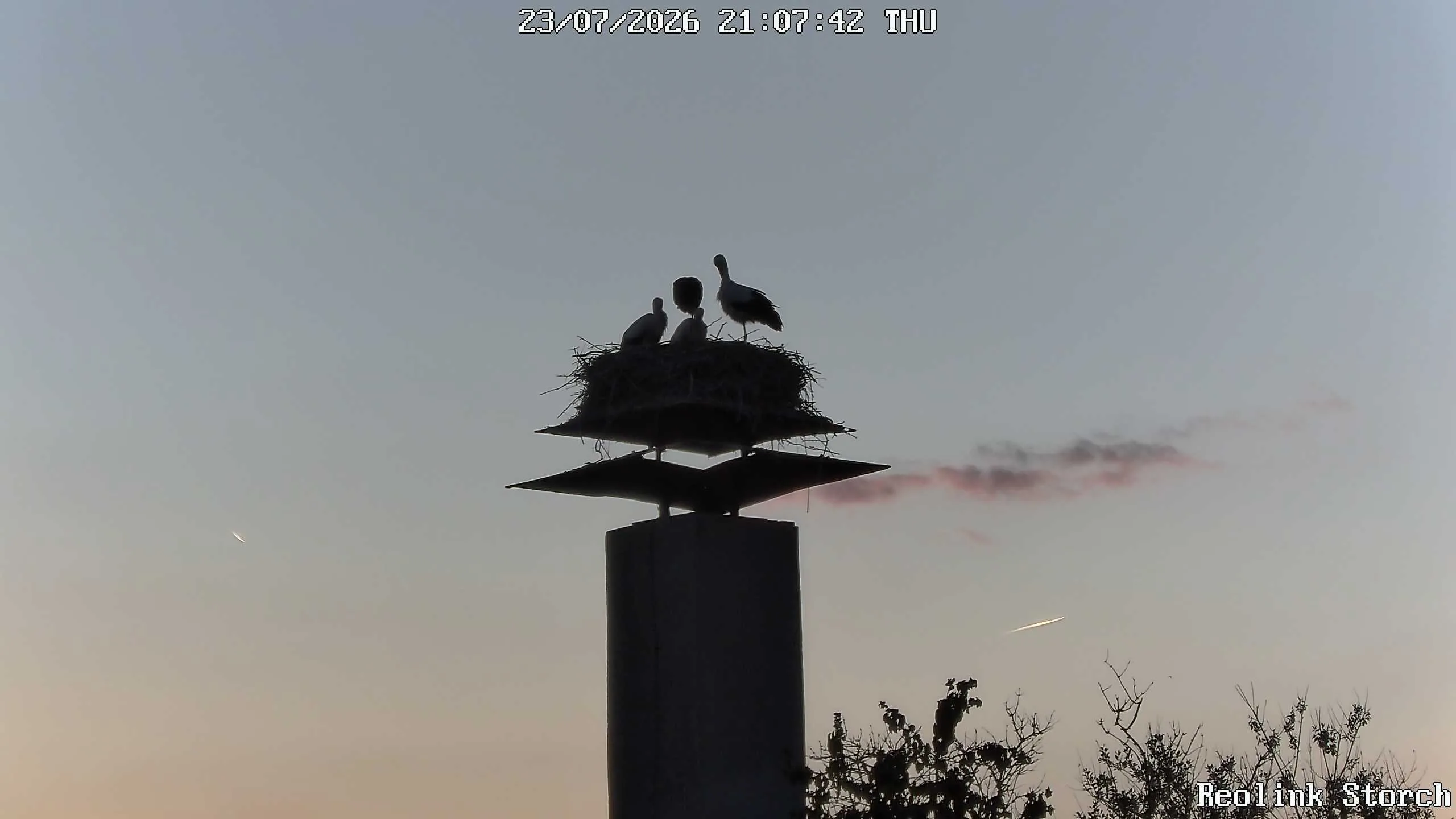 Storchencam Bild