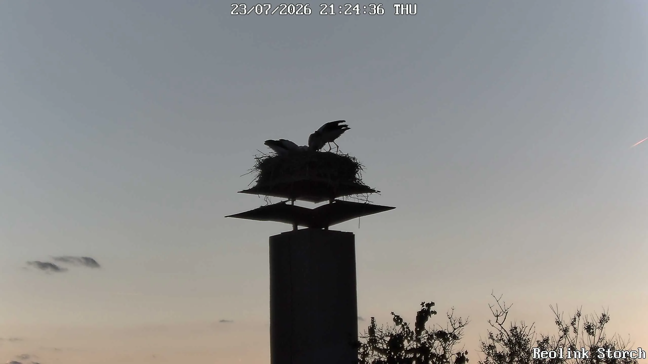 Storchencam Bild
