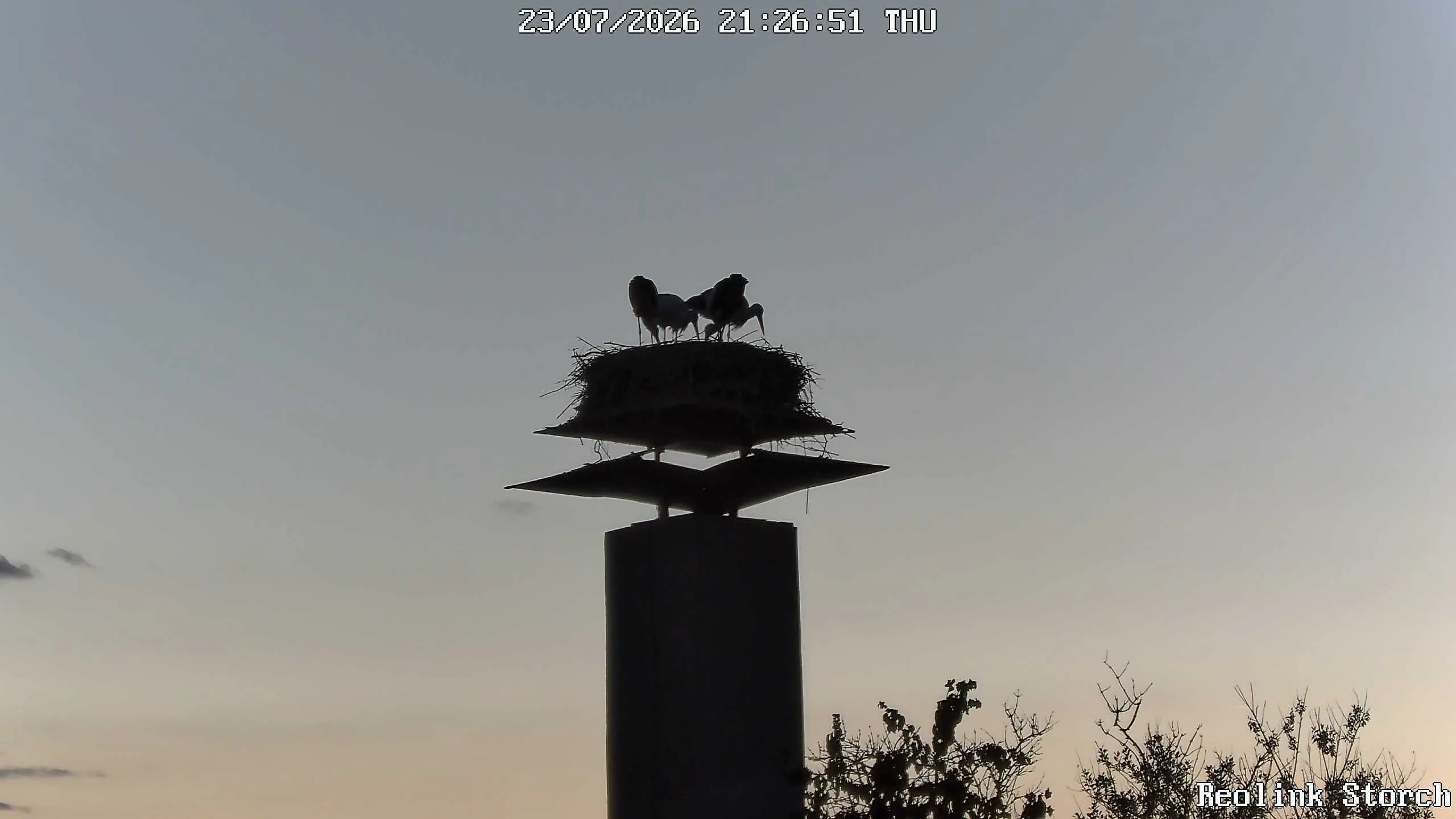 Storchencam Bild