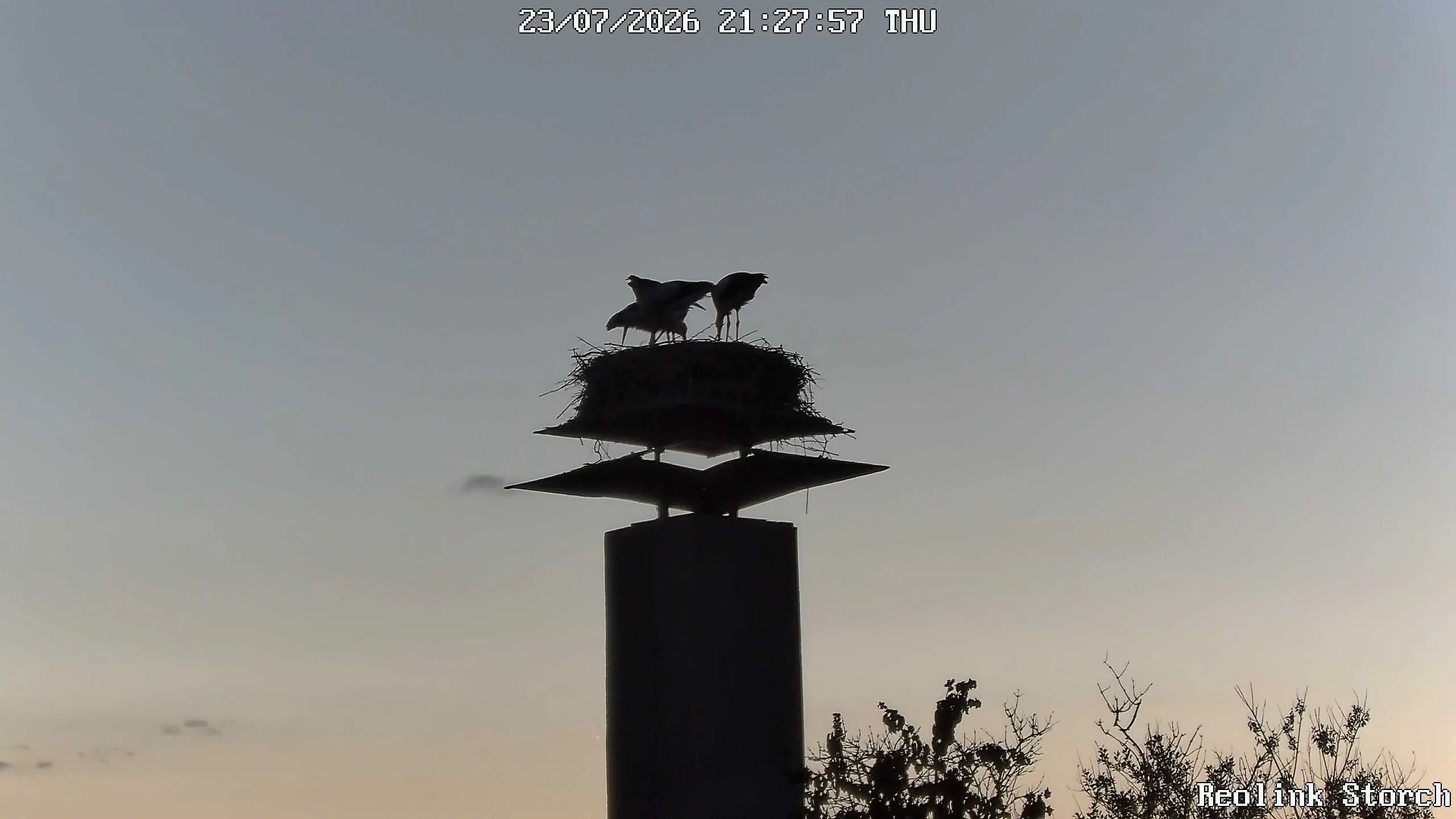 Storchencam Bild