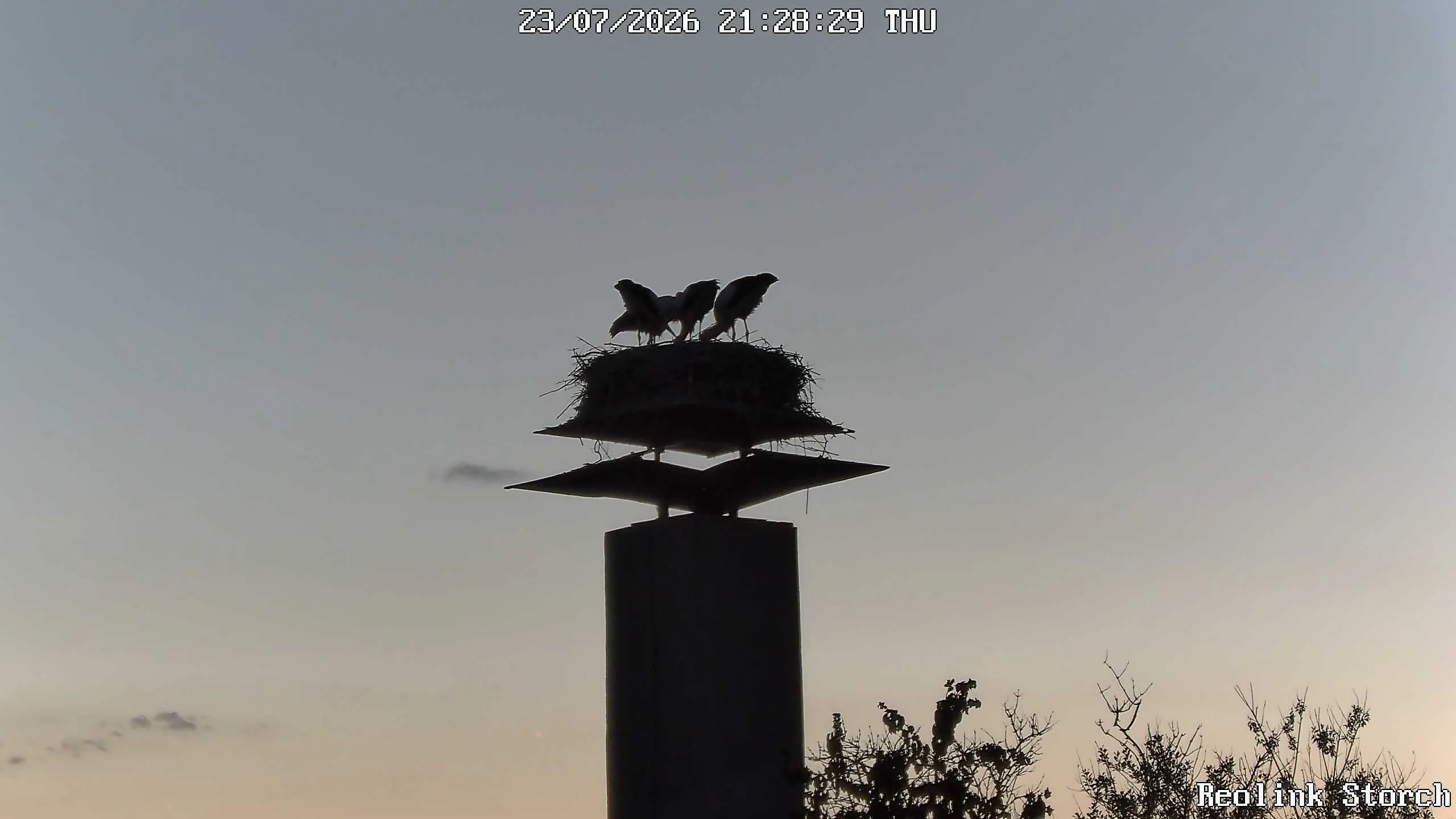 Storchencam Bild