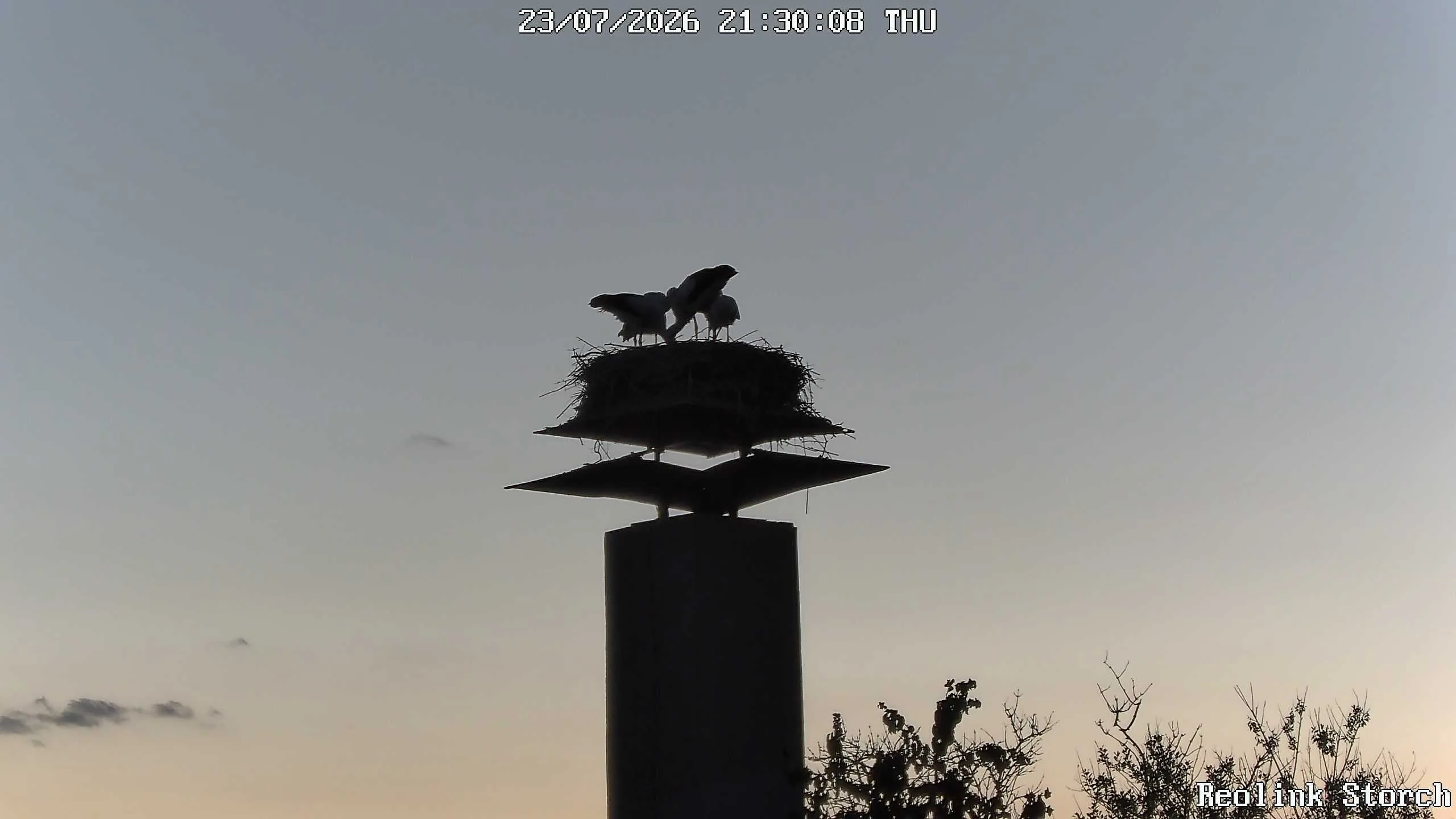 Storchencam Bild