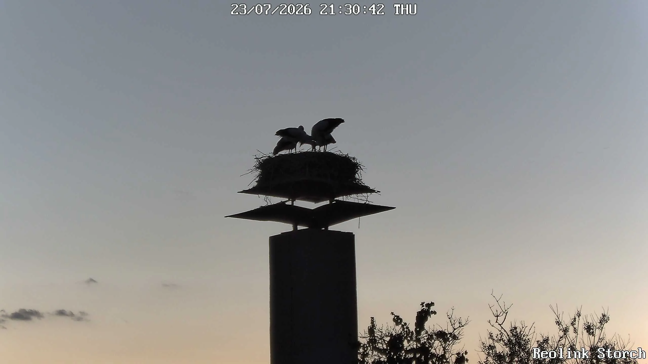 Storchencam Bild