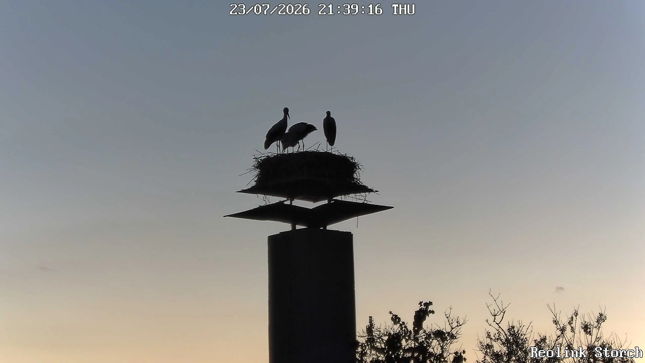 Storchencam Bild