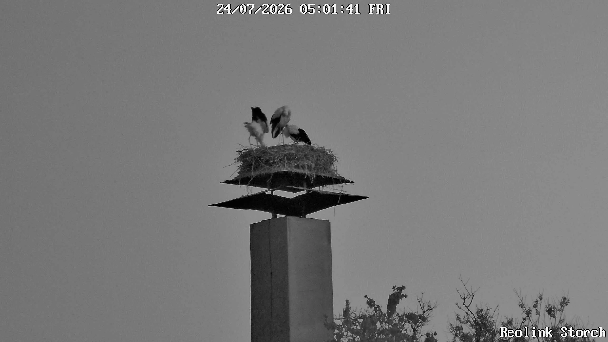 Storchencam Bild