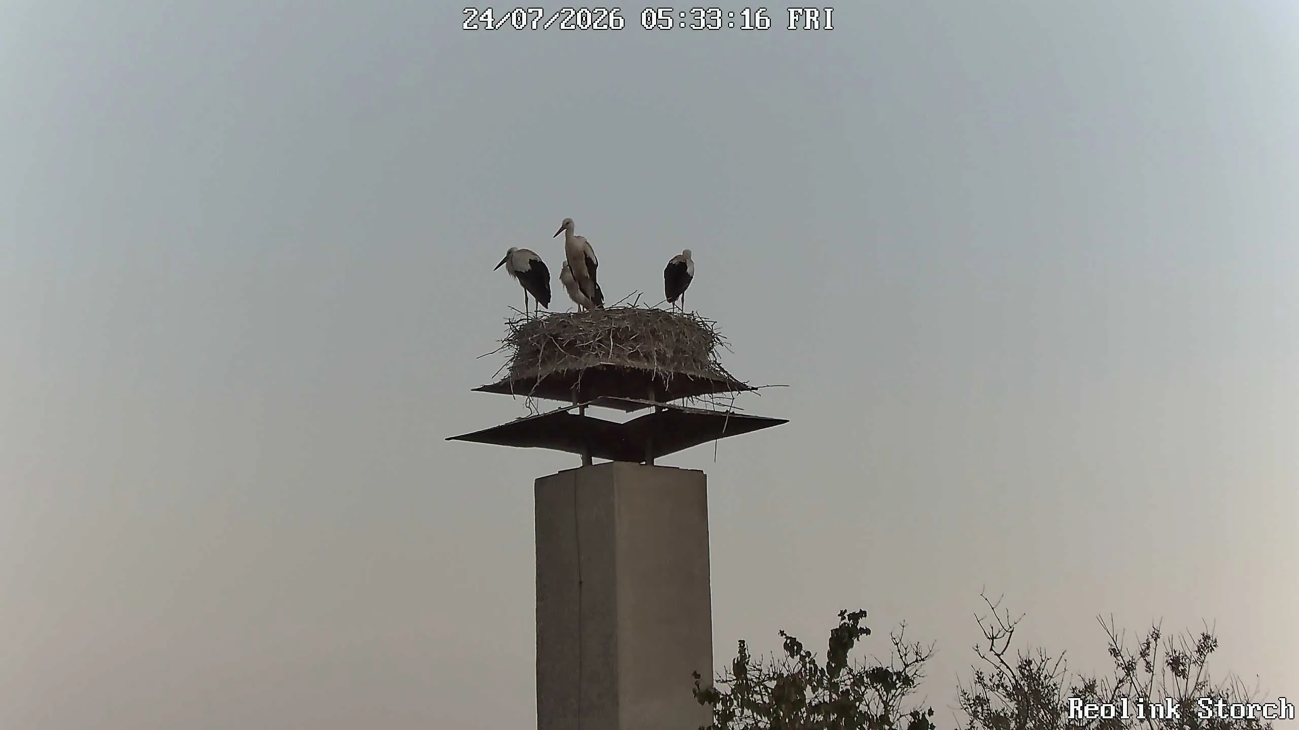 Storchencam Bild