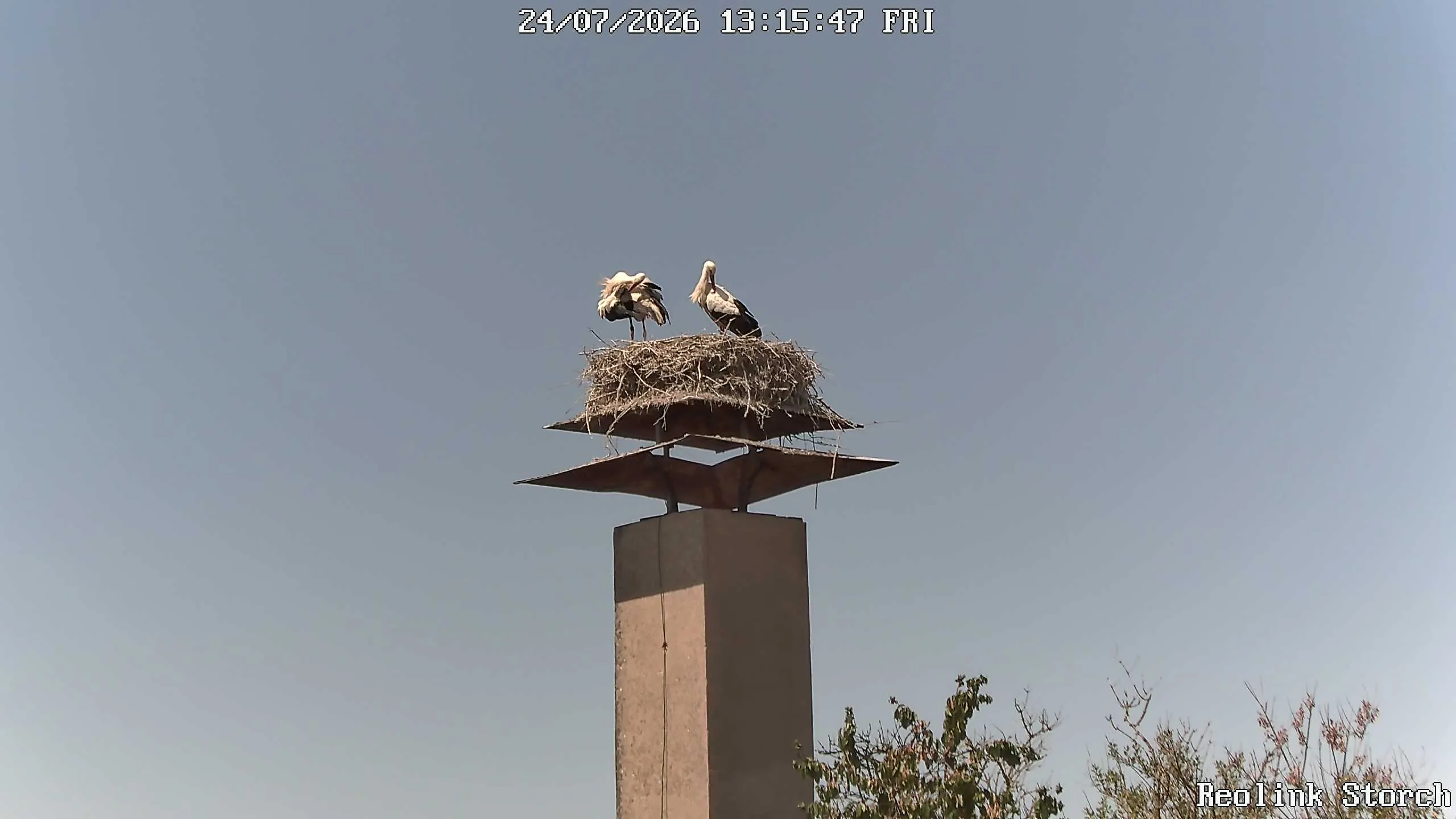 Storchencam Bild