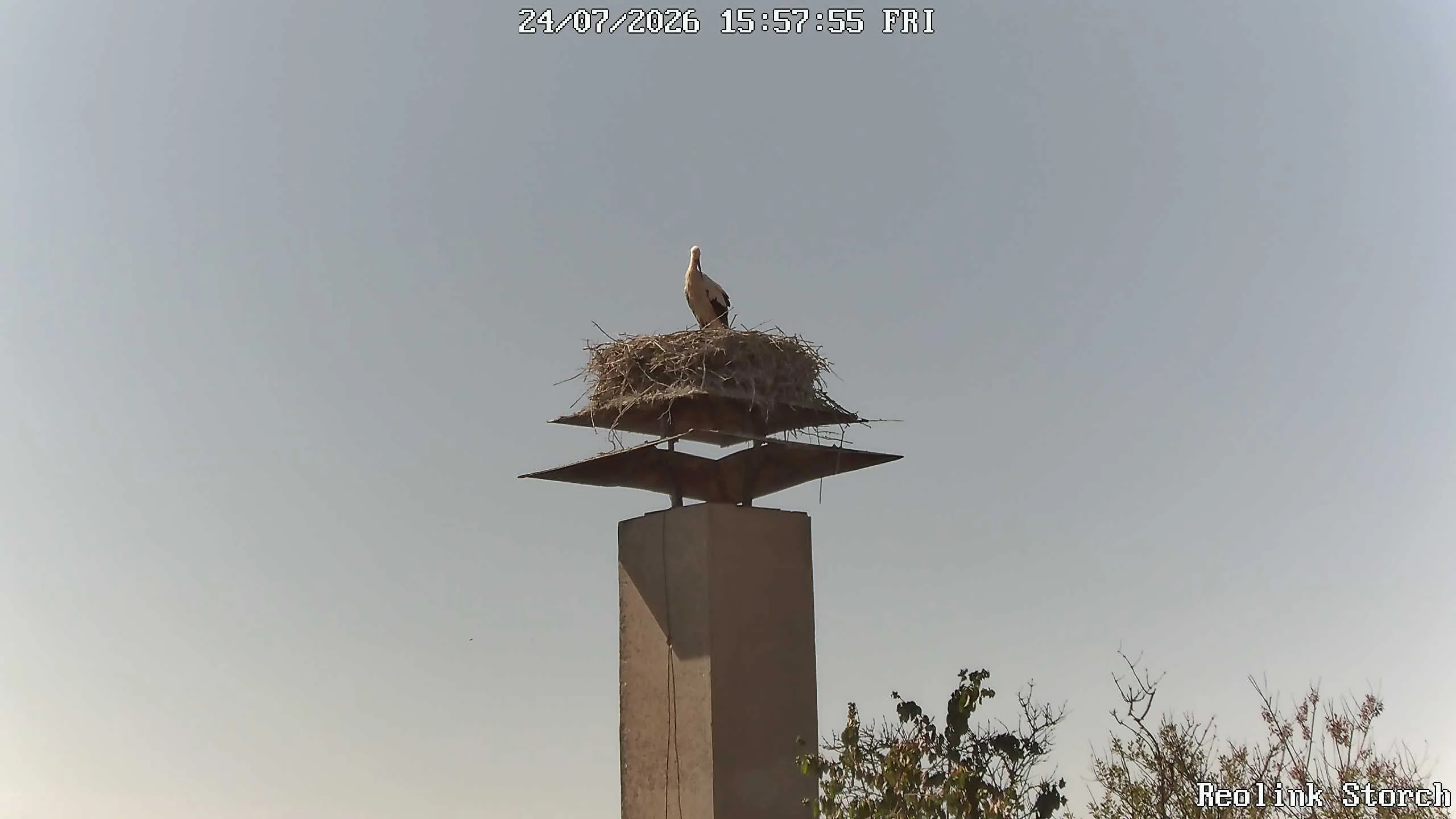 Storchencam Bild