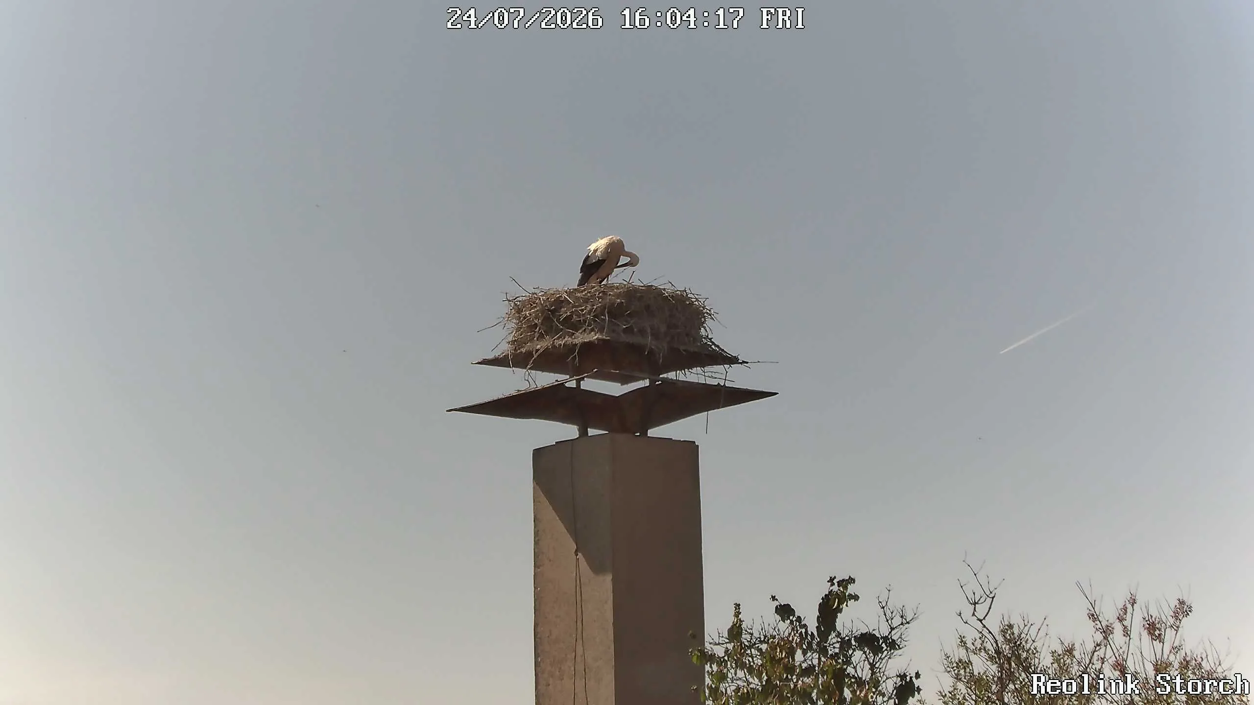 Storchencam Bild
