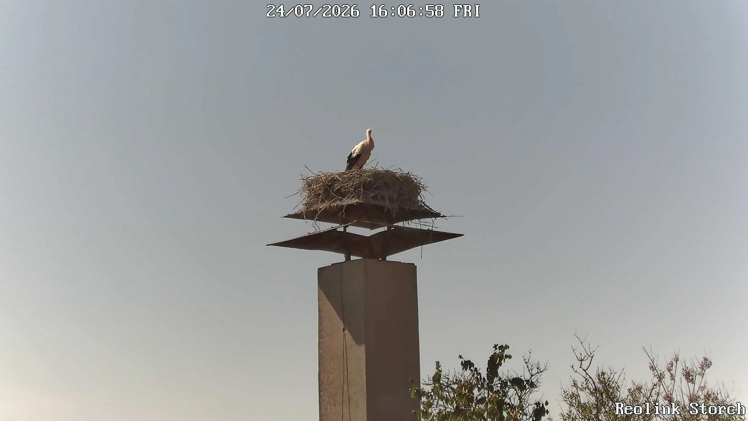 Storchencam Bild