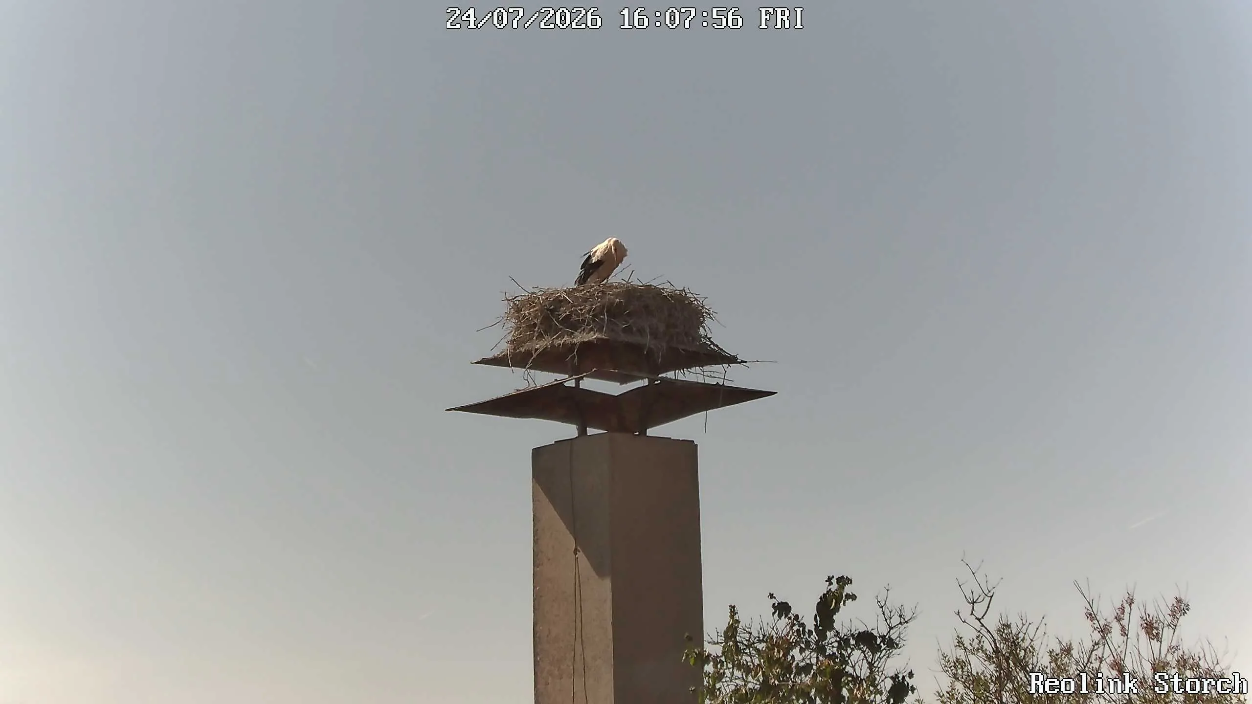 Storchencam Bild