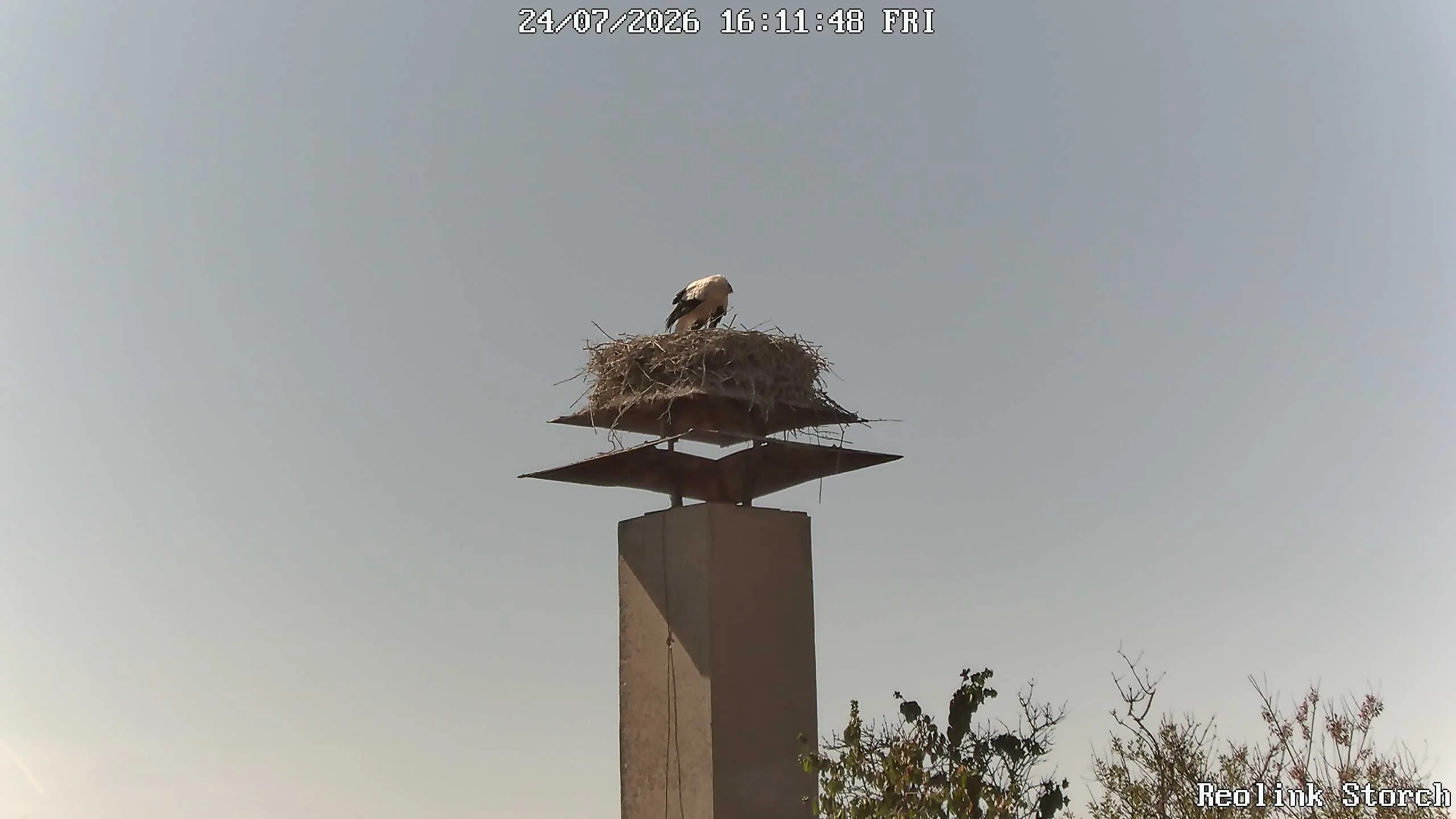 Storchencam Bild