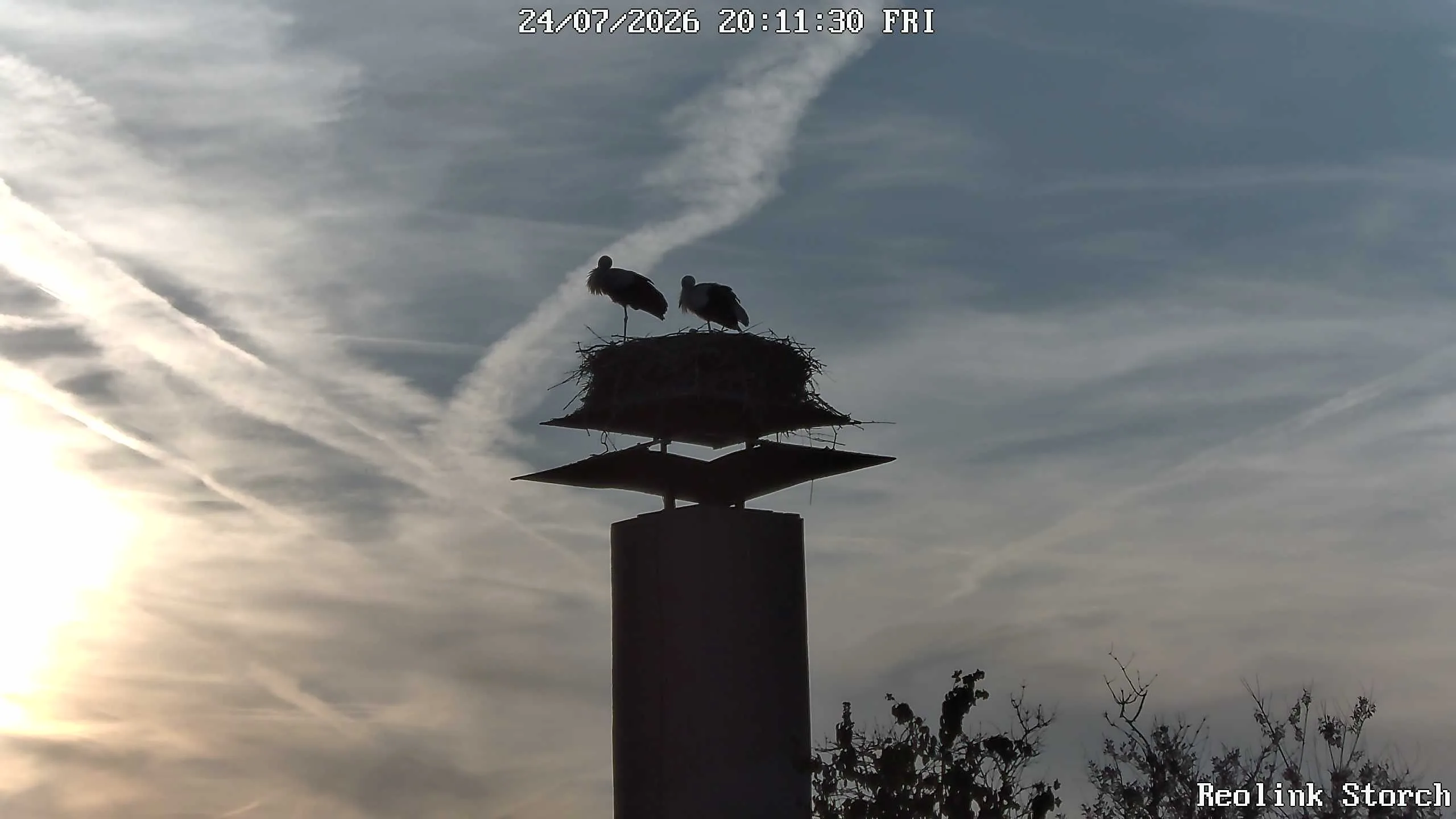 Storchencam Bild